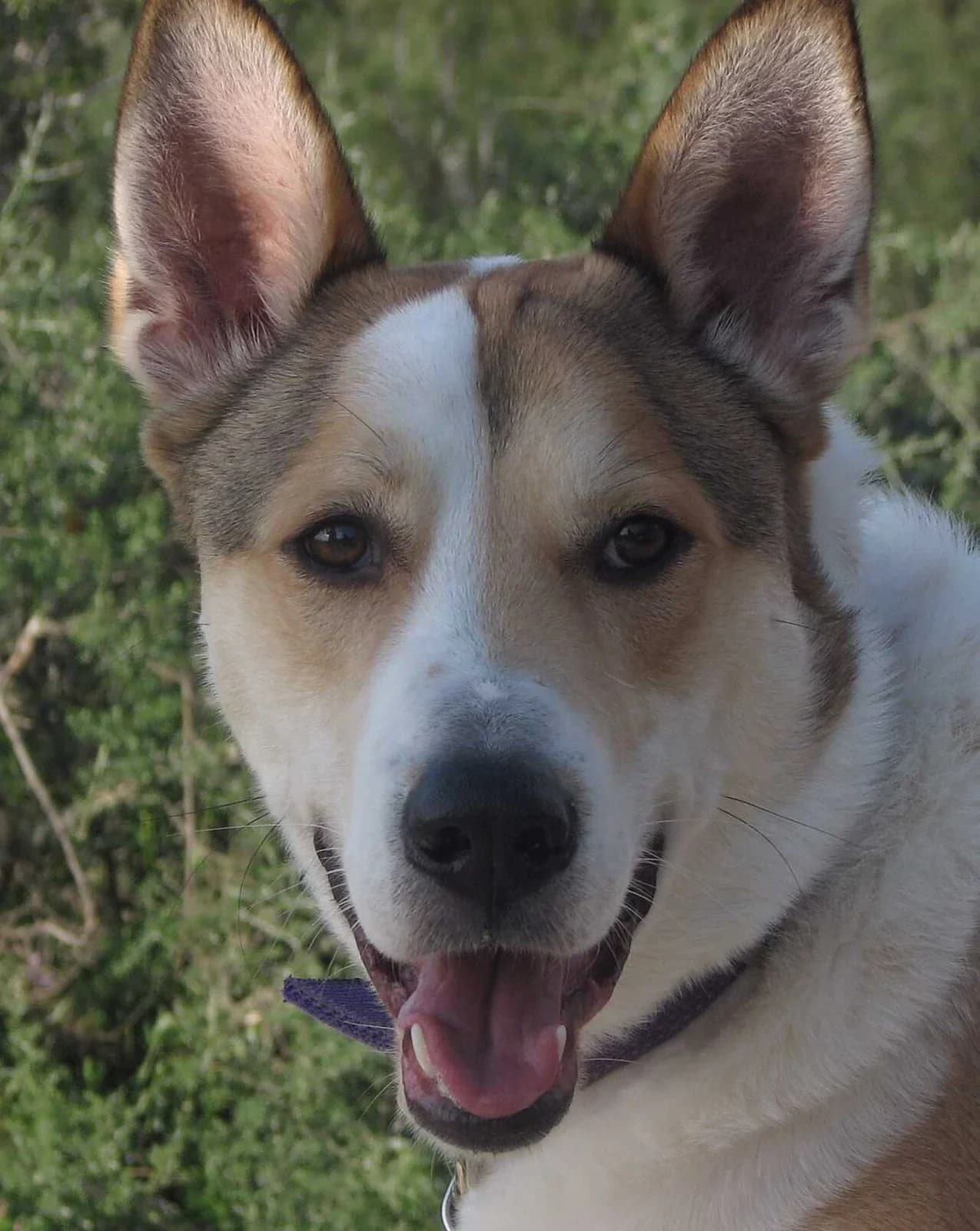 A Canaan Dog looking toward the camera outdoors.