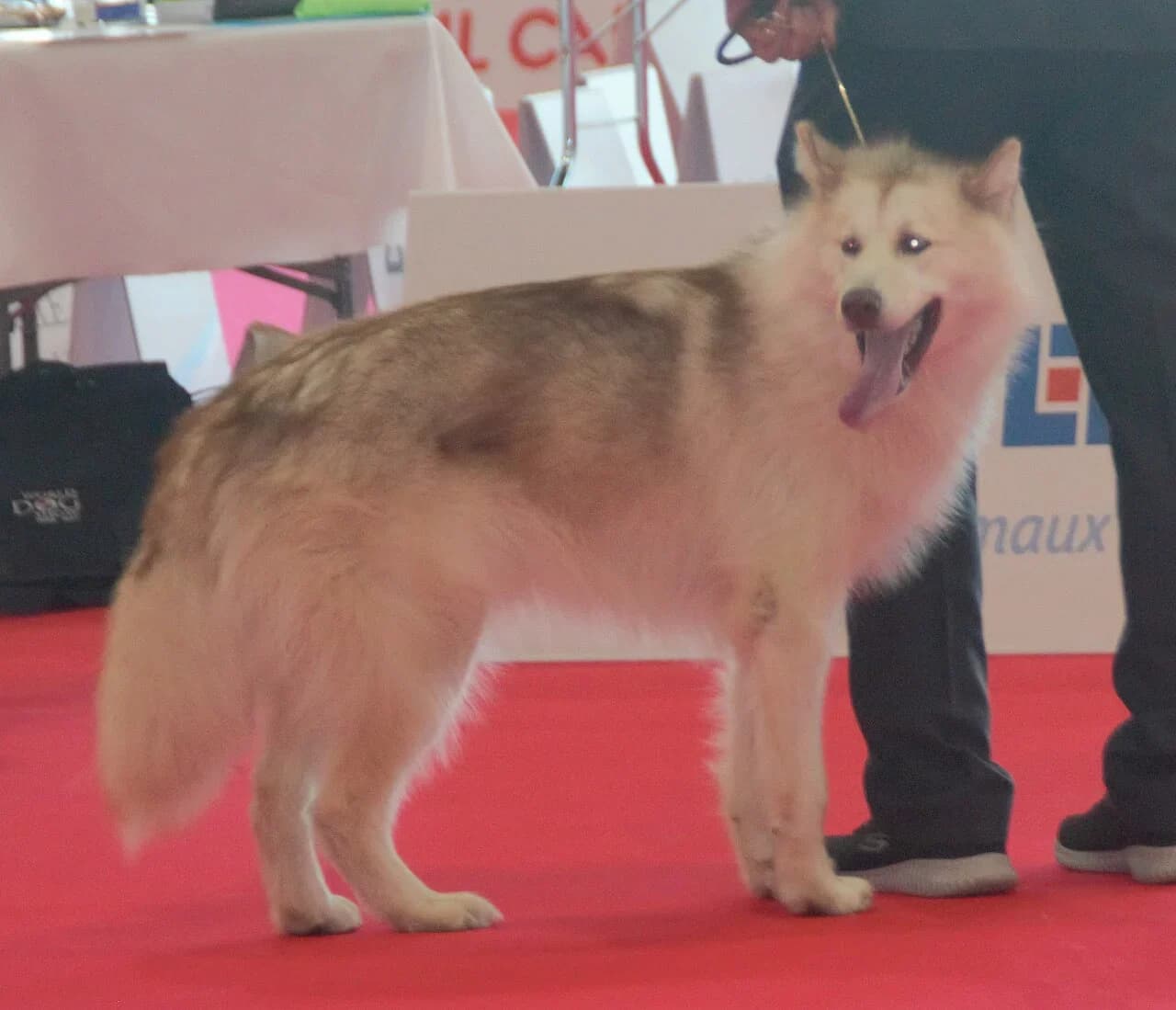A white and brown Canadian Eskimo Dog looking toward the camera at a show.