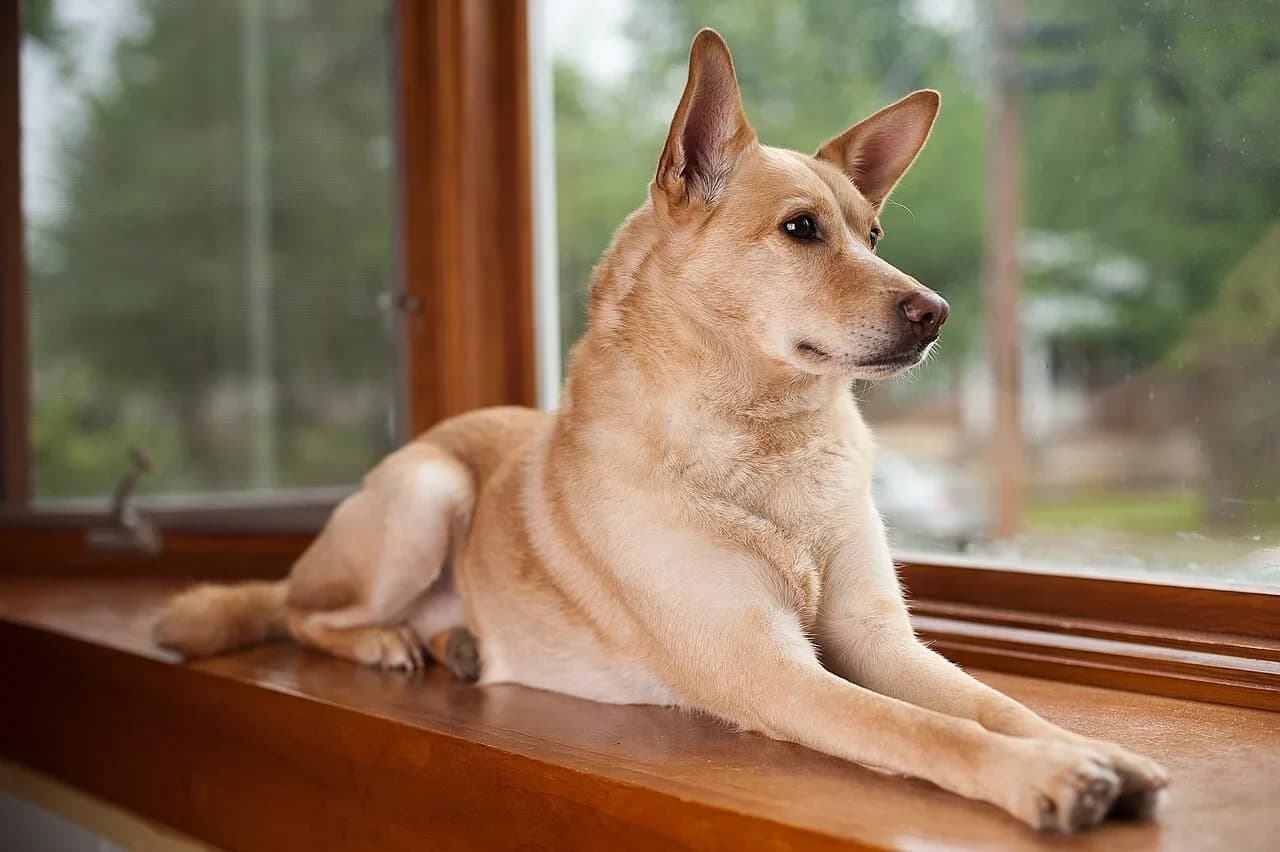 A Carolina Dog relaxing beside a window in soft natural light.