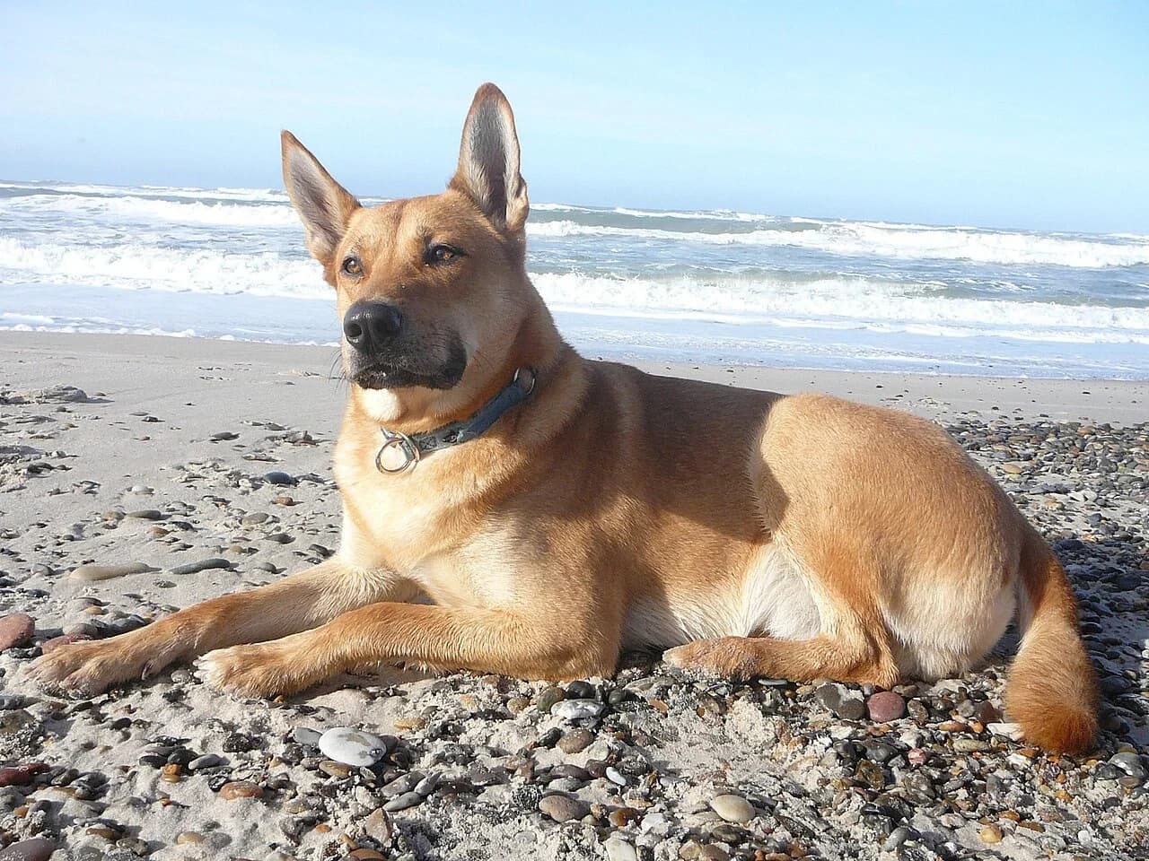 A Carolina Dog resting on a beach beside the ocean.
