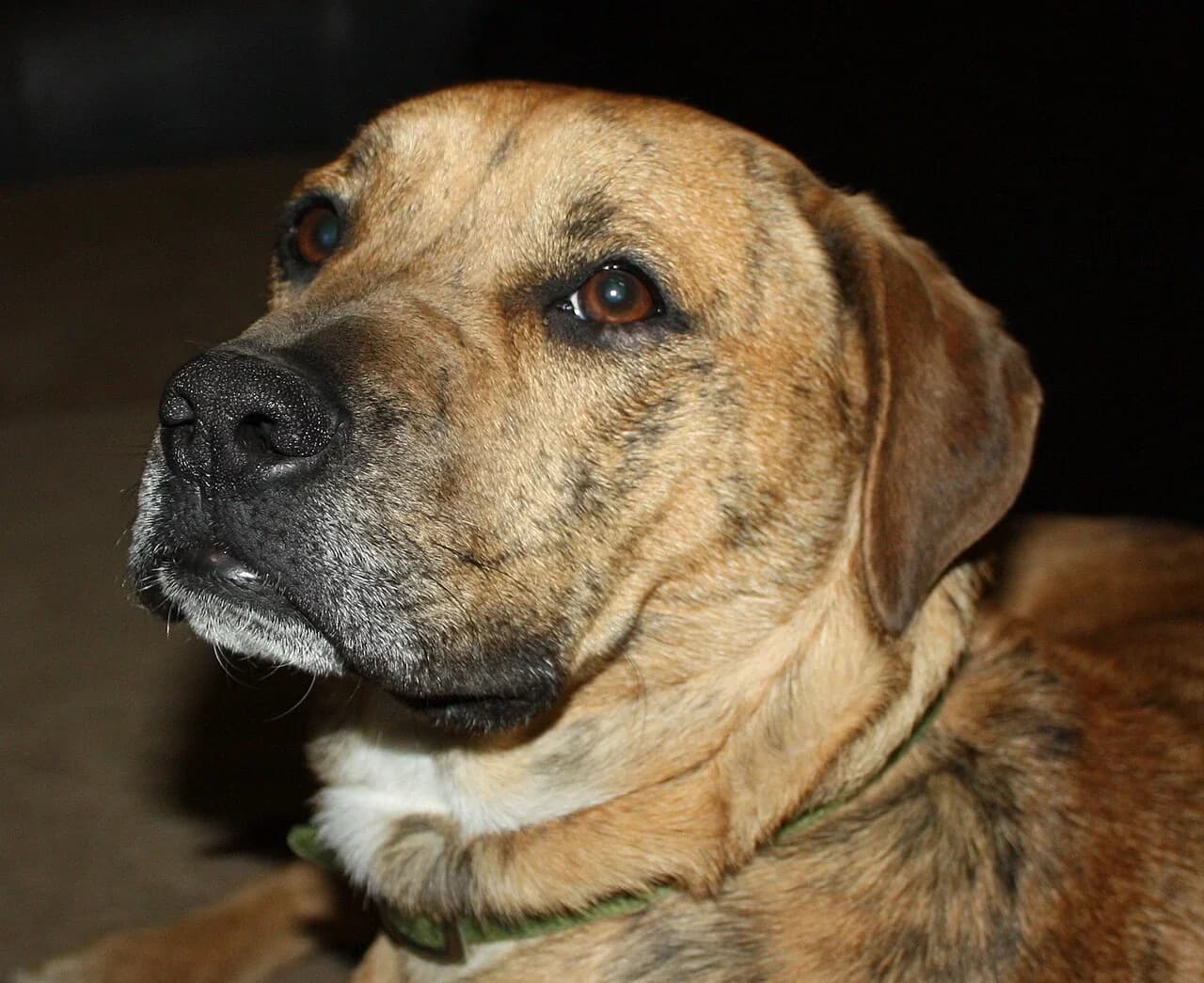 A Catahoula Leopard Dog in a warmly lit face portrait.