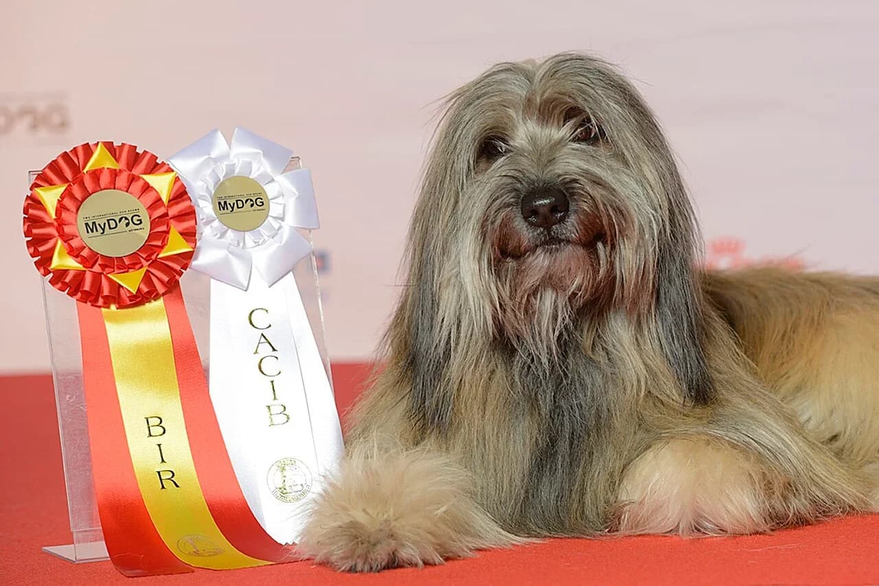 A Catalan Sheepdog resting beside its dog-show ribbons.