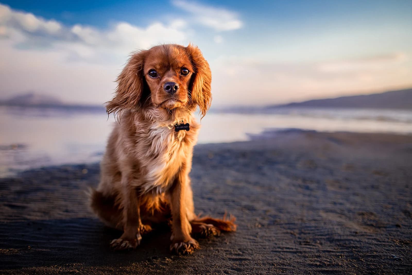 Ruby Cavalier King Charles Spaniel sitting on a beach in warm evening light.