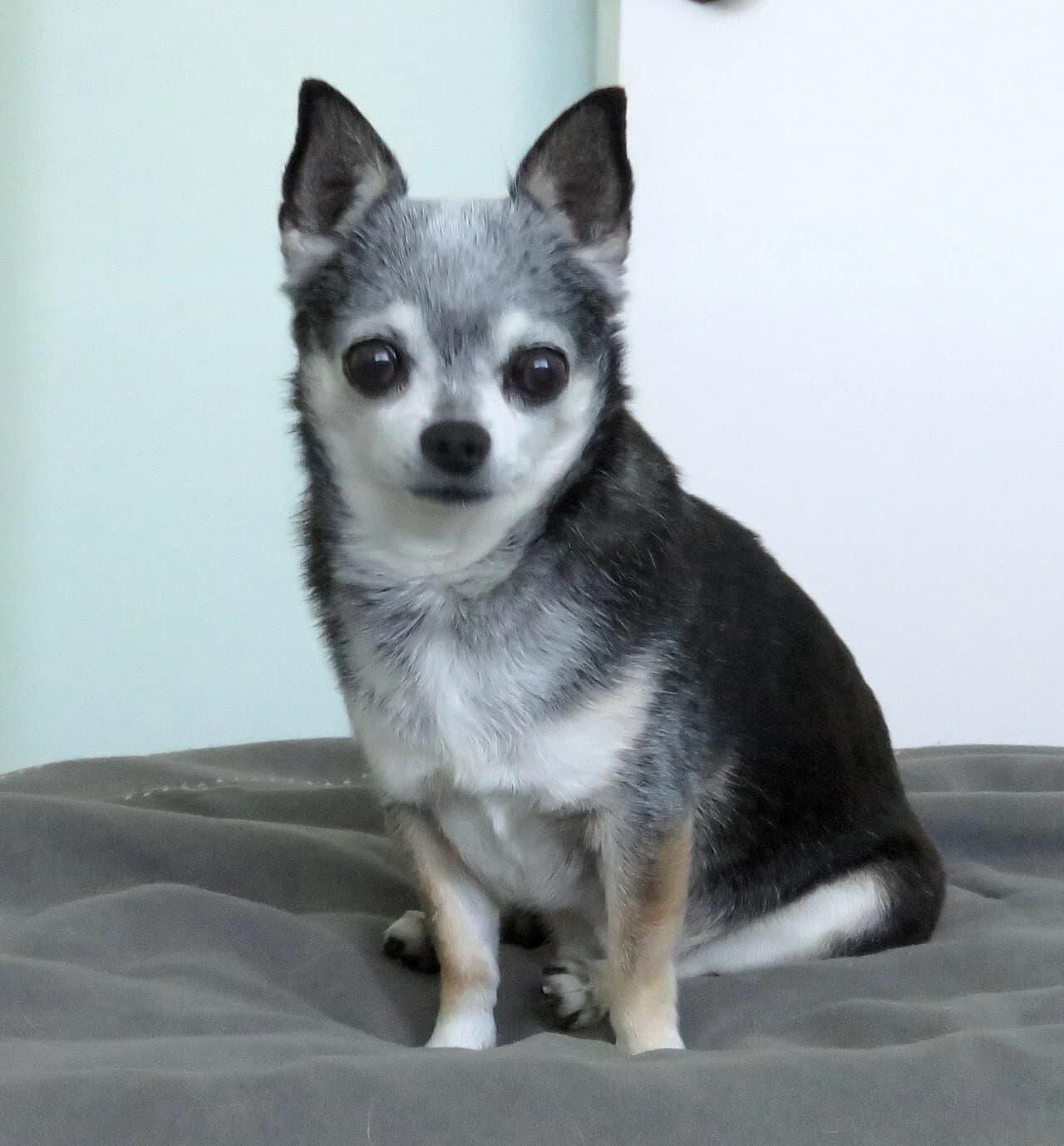A Chihuahua sitting and looking toward the camera against a soft light background.