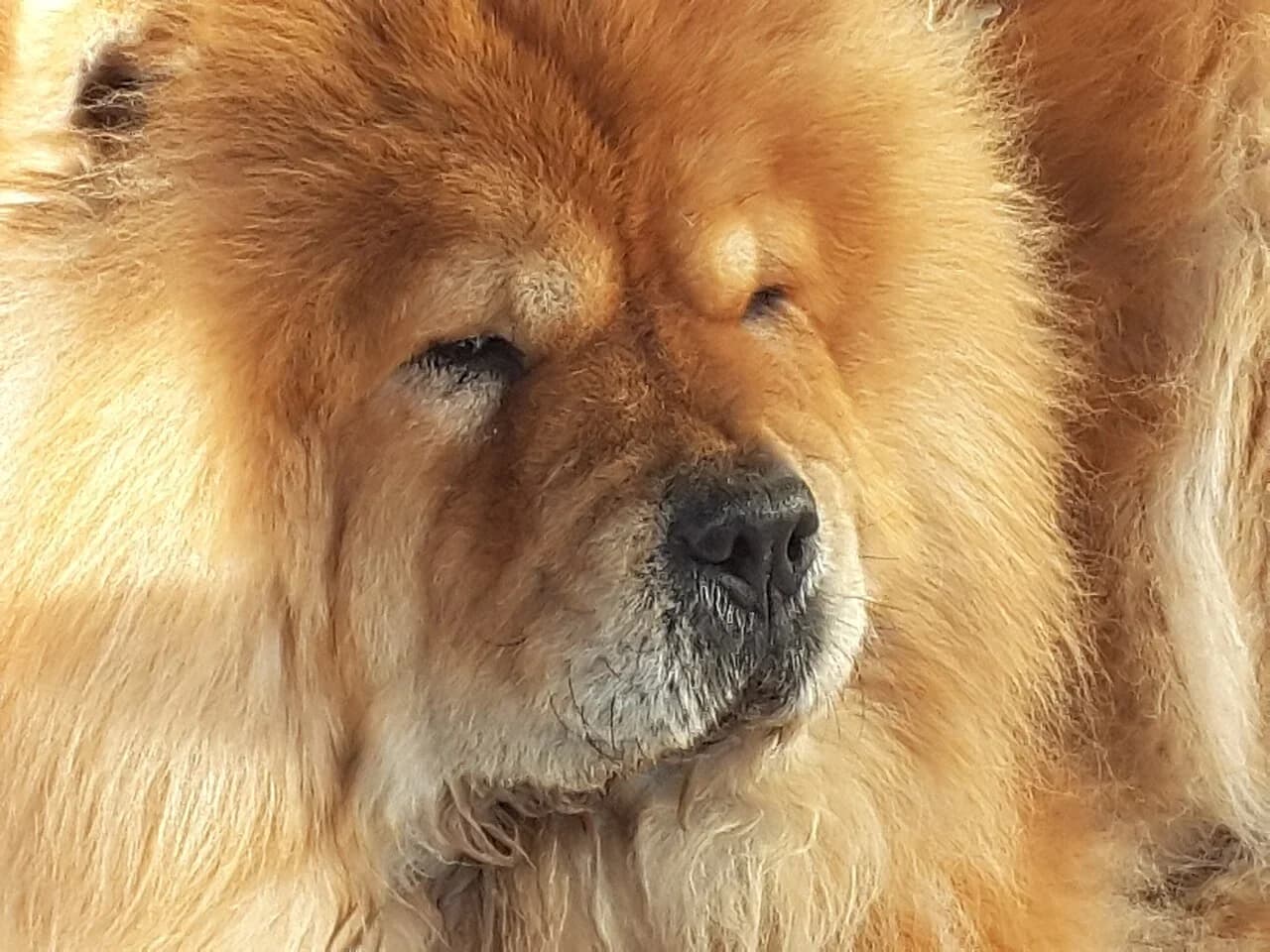 A golden Chow Chow in a softly lit face portrait.