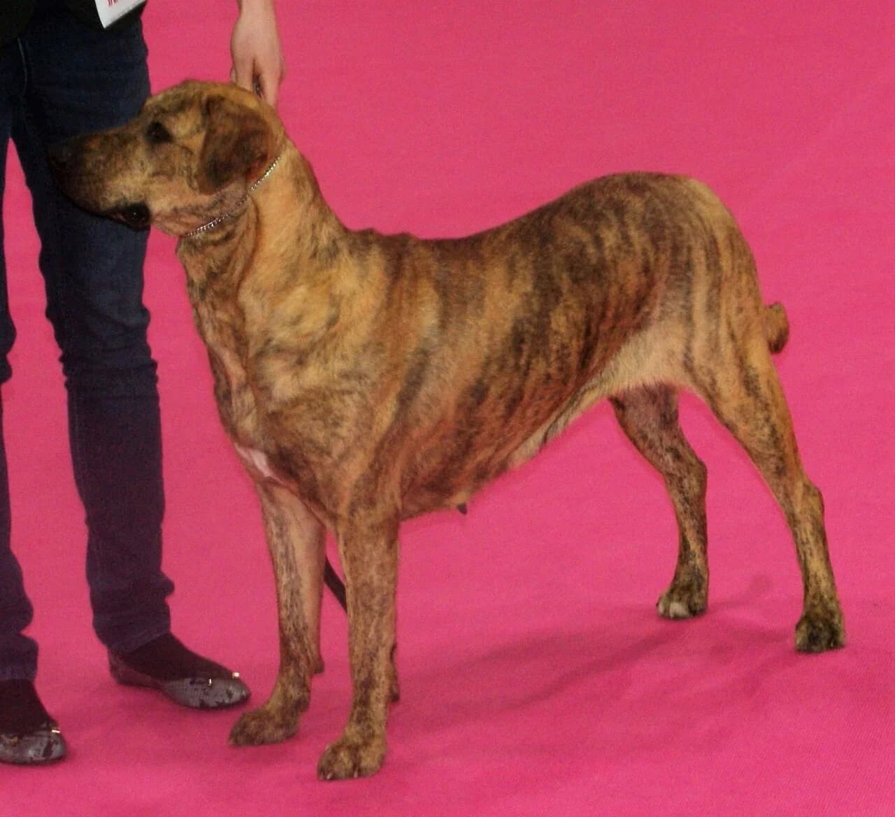 A brindle Cimarron Uruguayo in a show portrait.