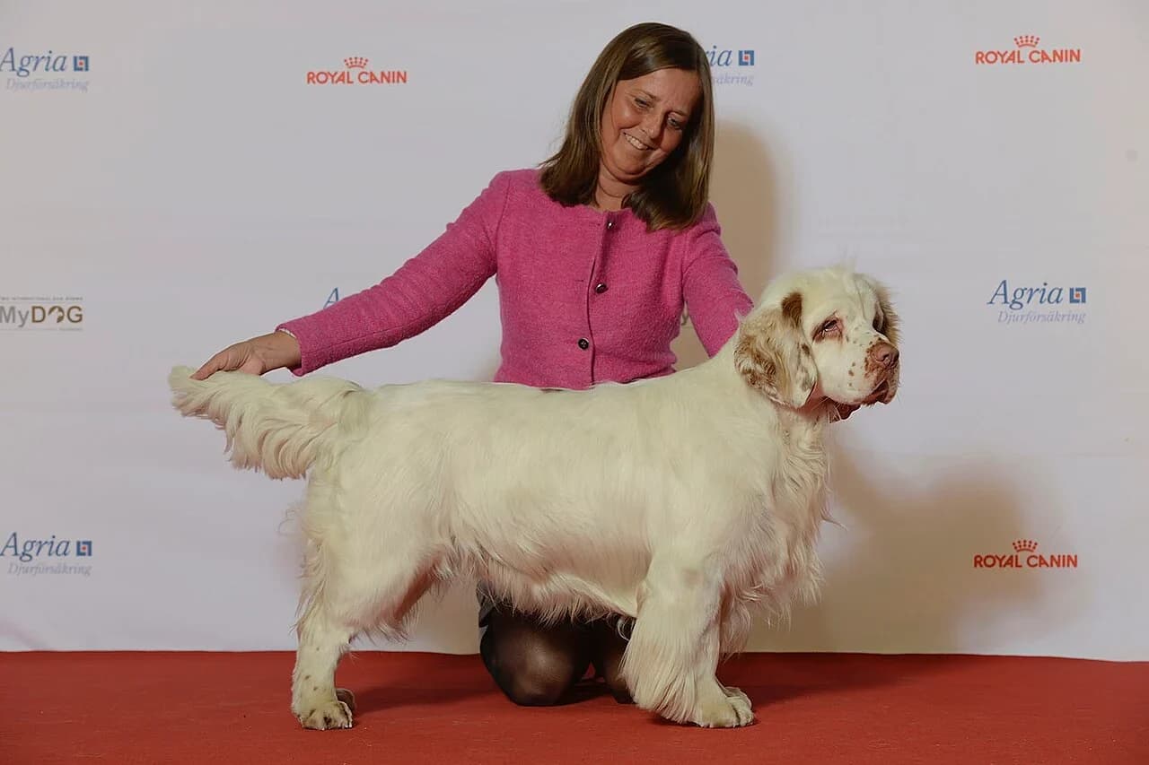 A groomed Clumber Spaniel in a professional show portrait.