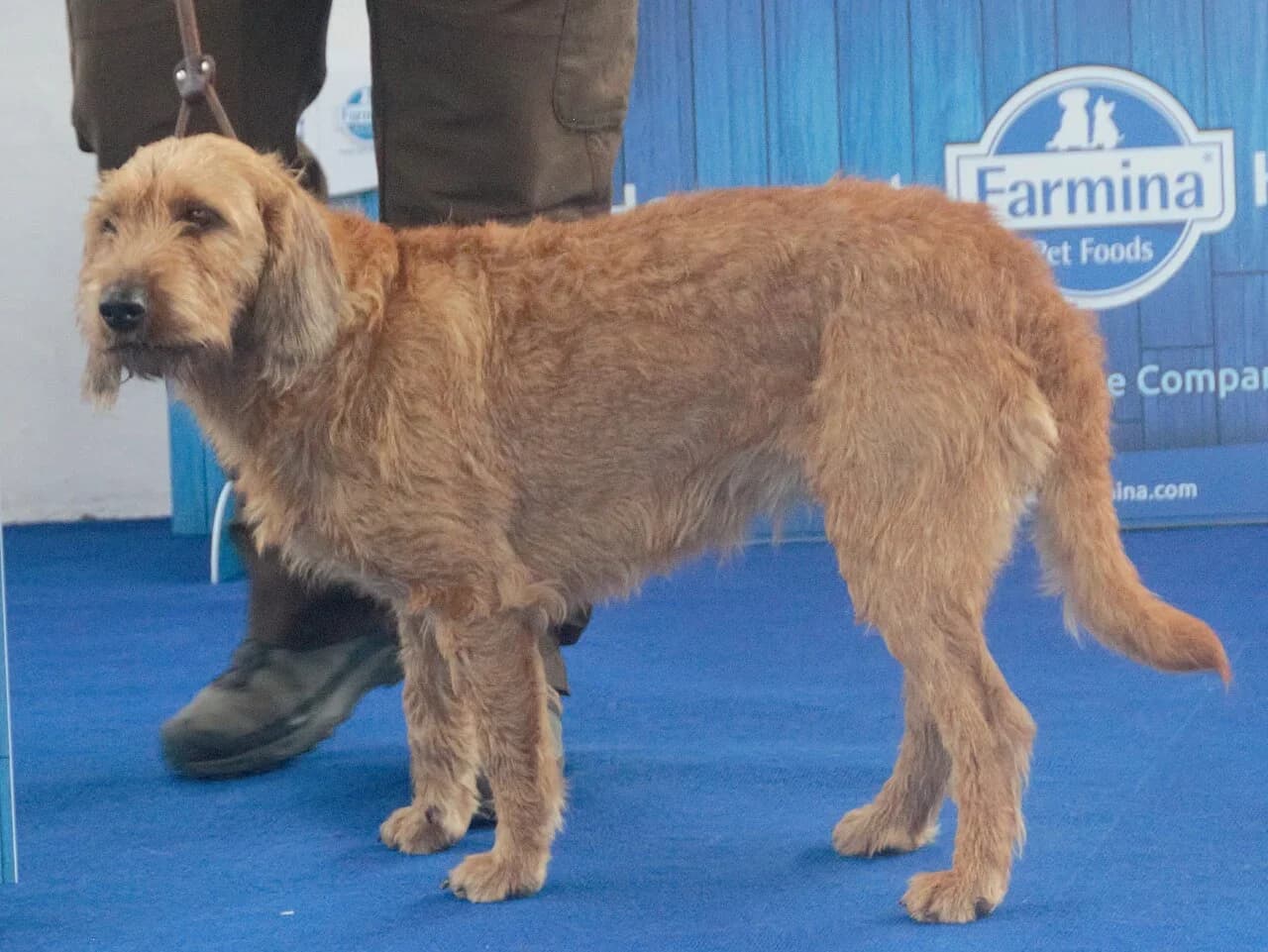 A Coarse-Haired Styrian Hound looking toward the camera at a show.