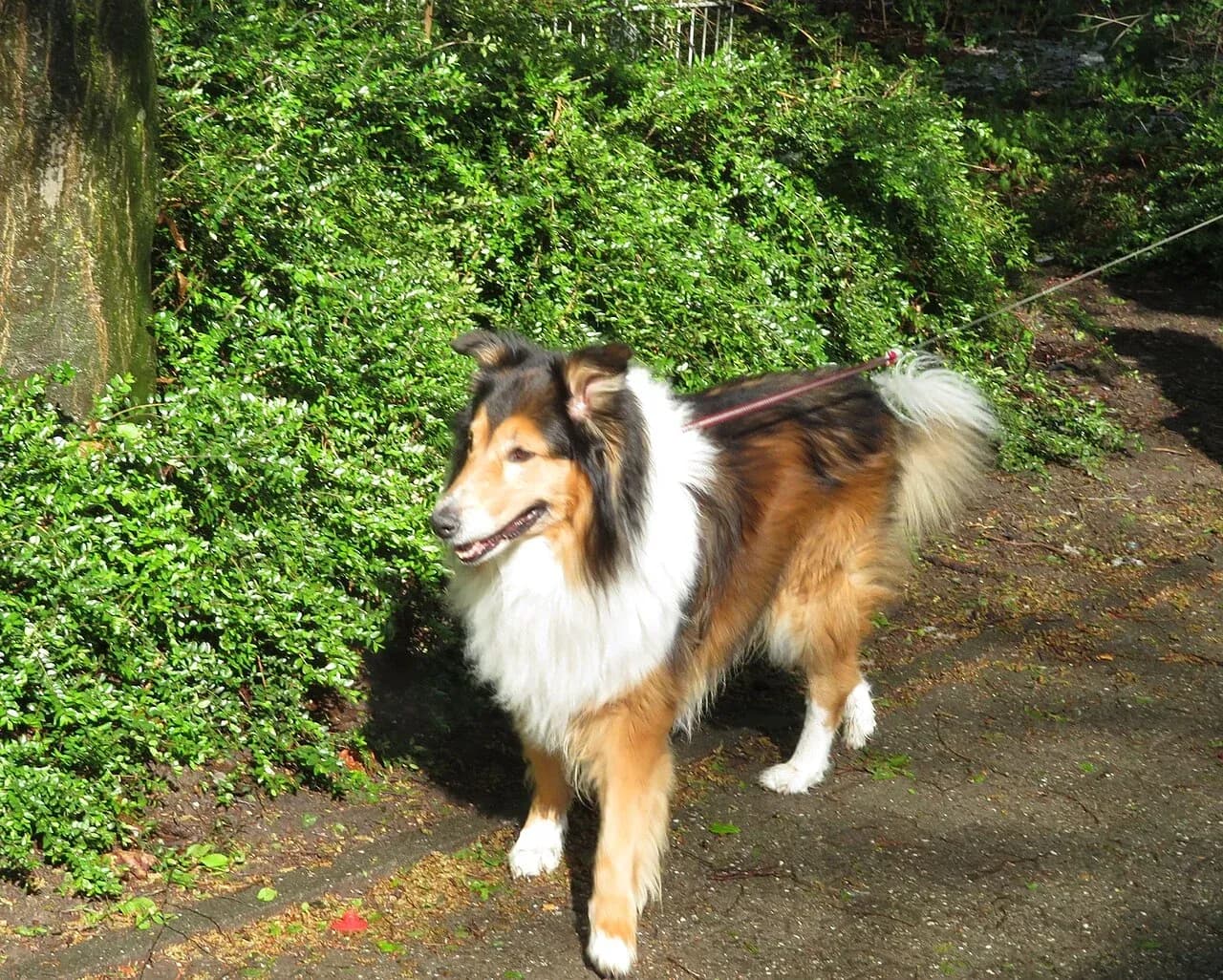 A Rough Collie standing in a leafy woodland.