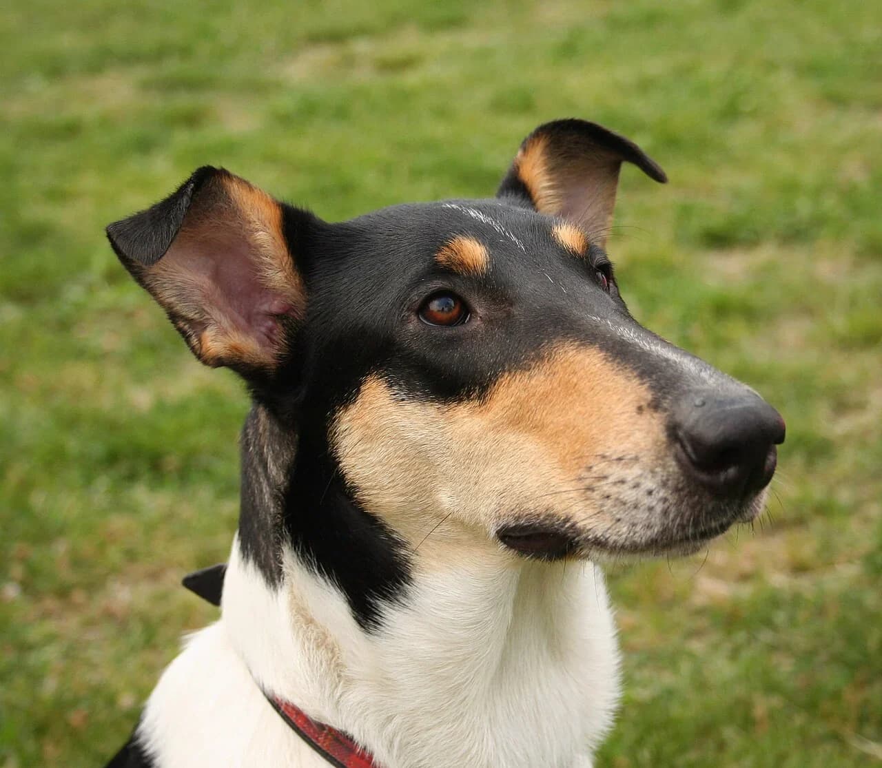 A Smooth Collie in a clear outdoor head portrait.