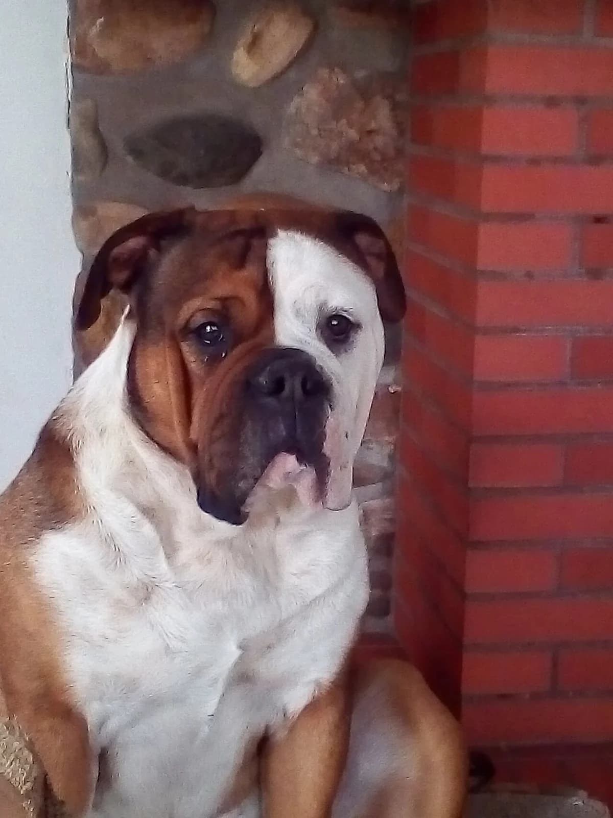A Continental Bulldog sitting in a natural portrait.