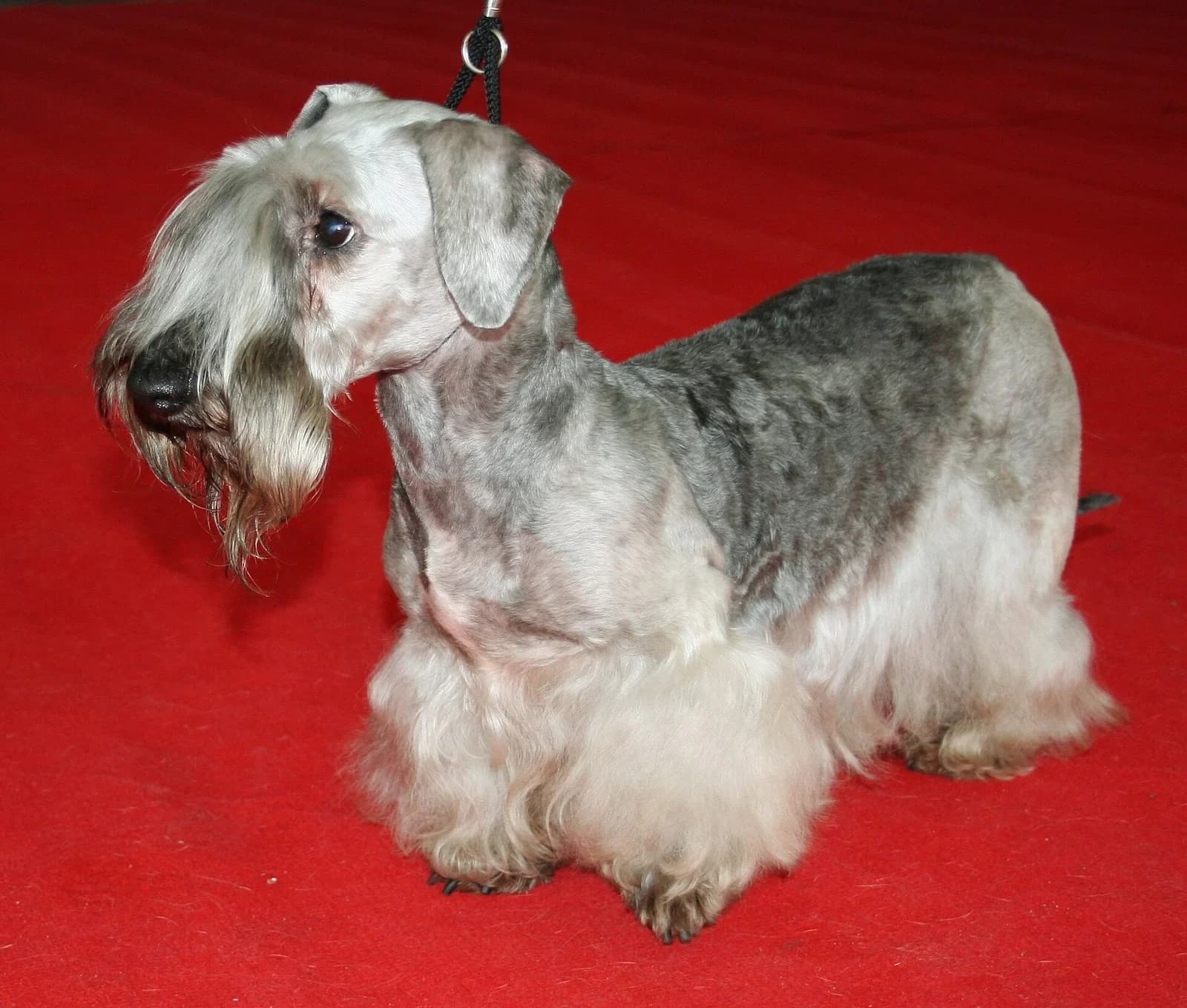 Gray Czech Terrier standing at a dog show, with a clipped body and long facial furnishings.
