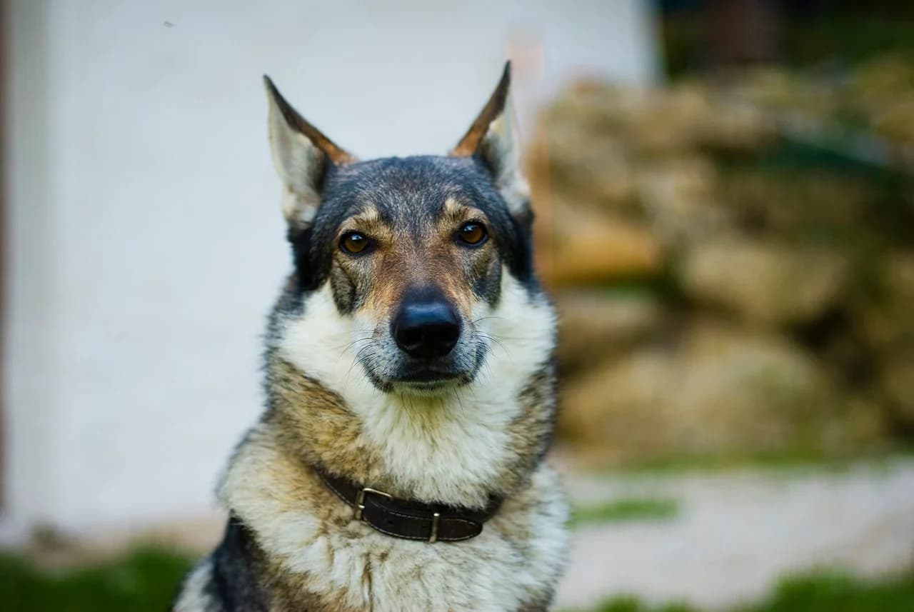 A Czechoslovakian Wolfdog looking toward the camera outdoors.
