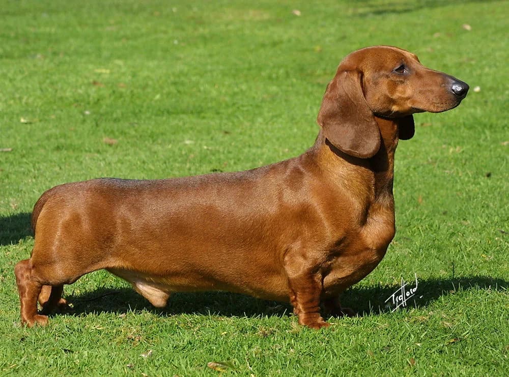 Smooth-coated red Dachshund standing in profile on a bright green lawn.