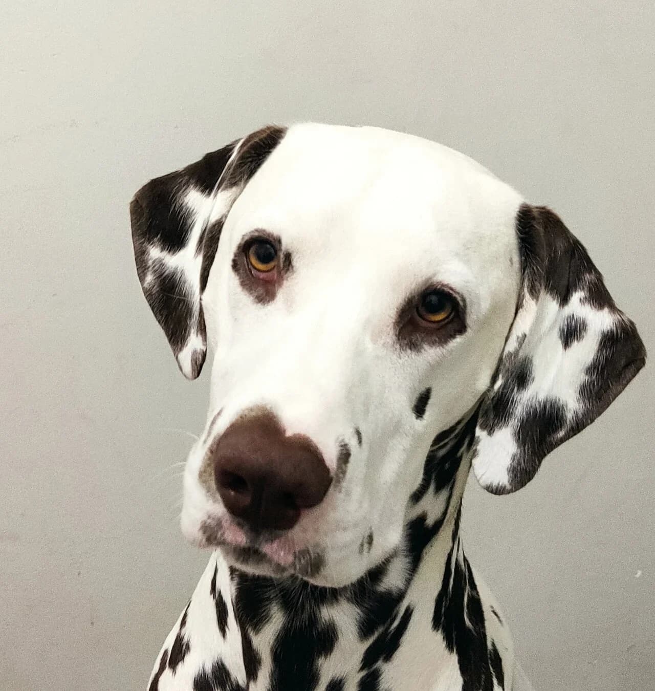 A liver-spotted Dalmatian looking toward the camera.