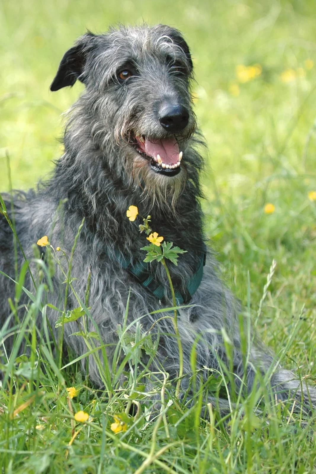 A Scottish Deerhound sitting among wildflowers.