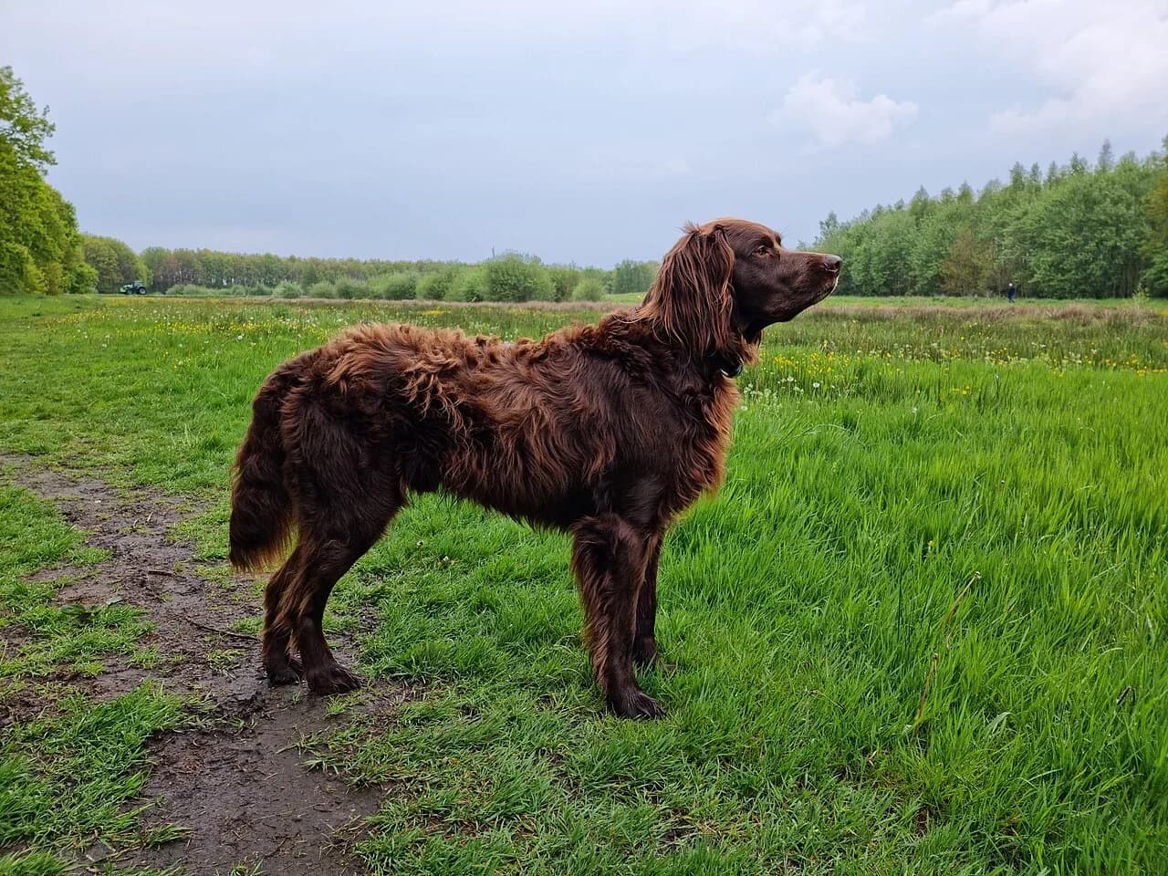 A German Longhaired Pointer standing in a green field.