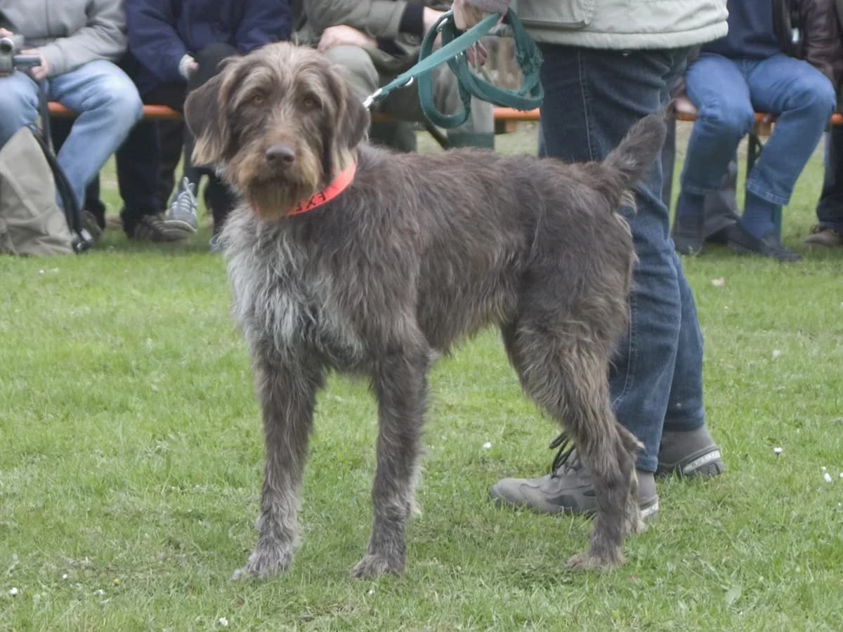 A Deutsch Stichelhaar looking toward the camera outdoors.