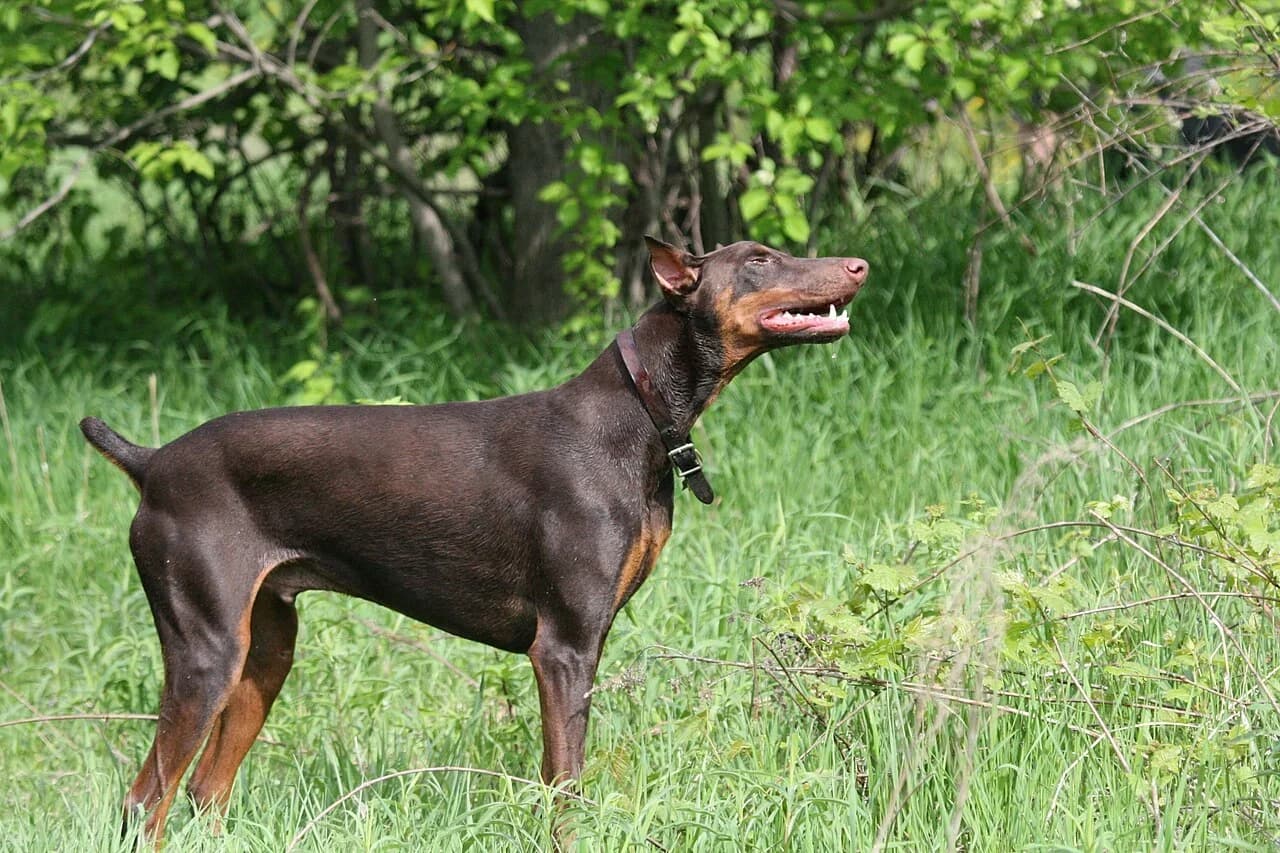 A red Dobermann standing outdoors against green foliage.