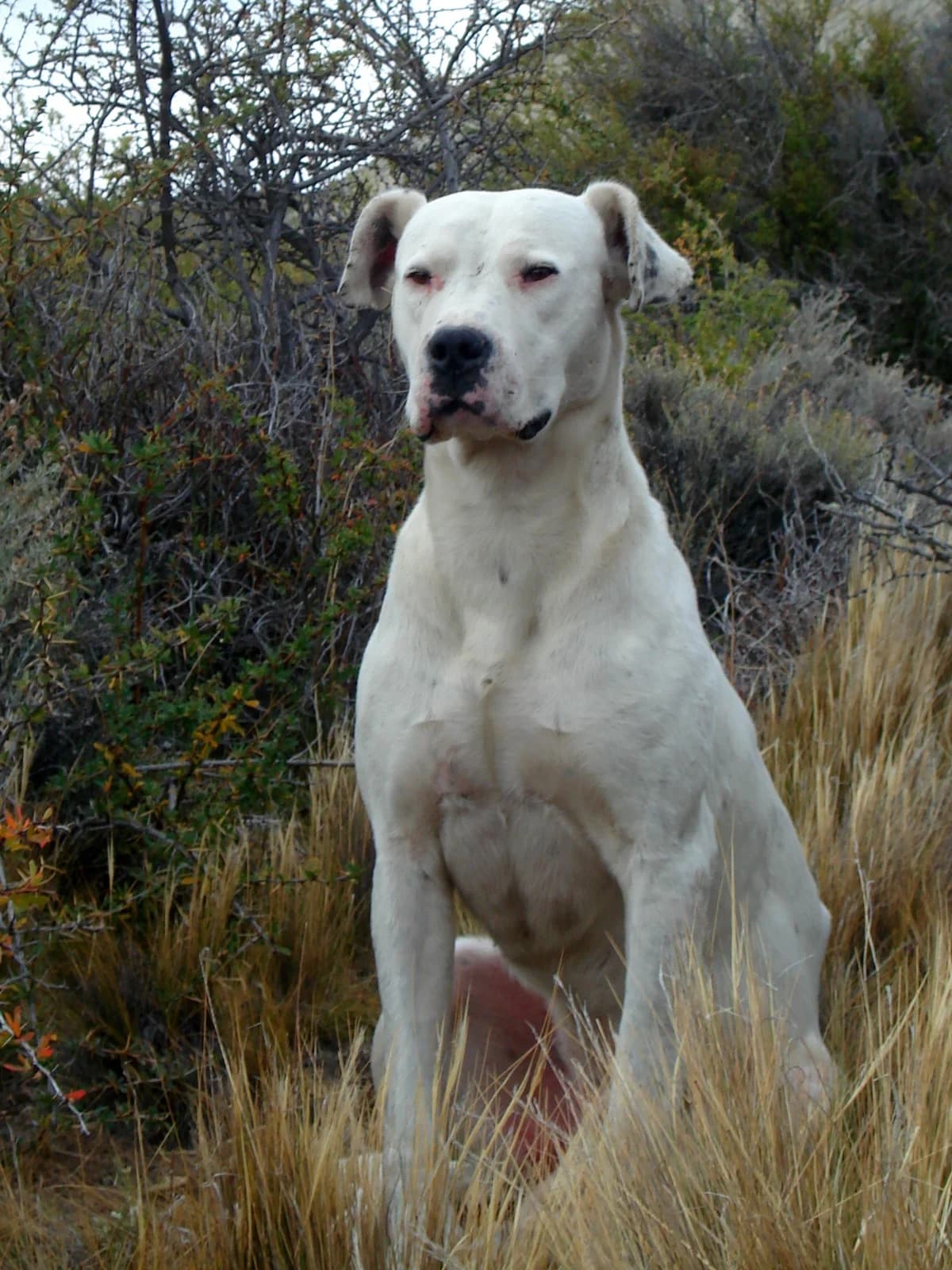 White Dogo Argentino sitting among sunlit grasses and looking toward the camera.