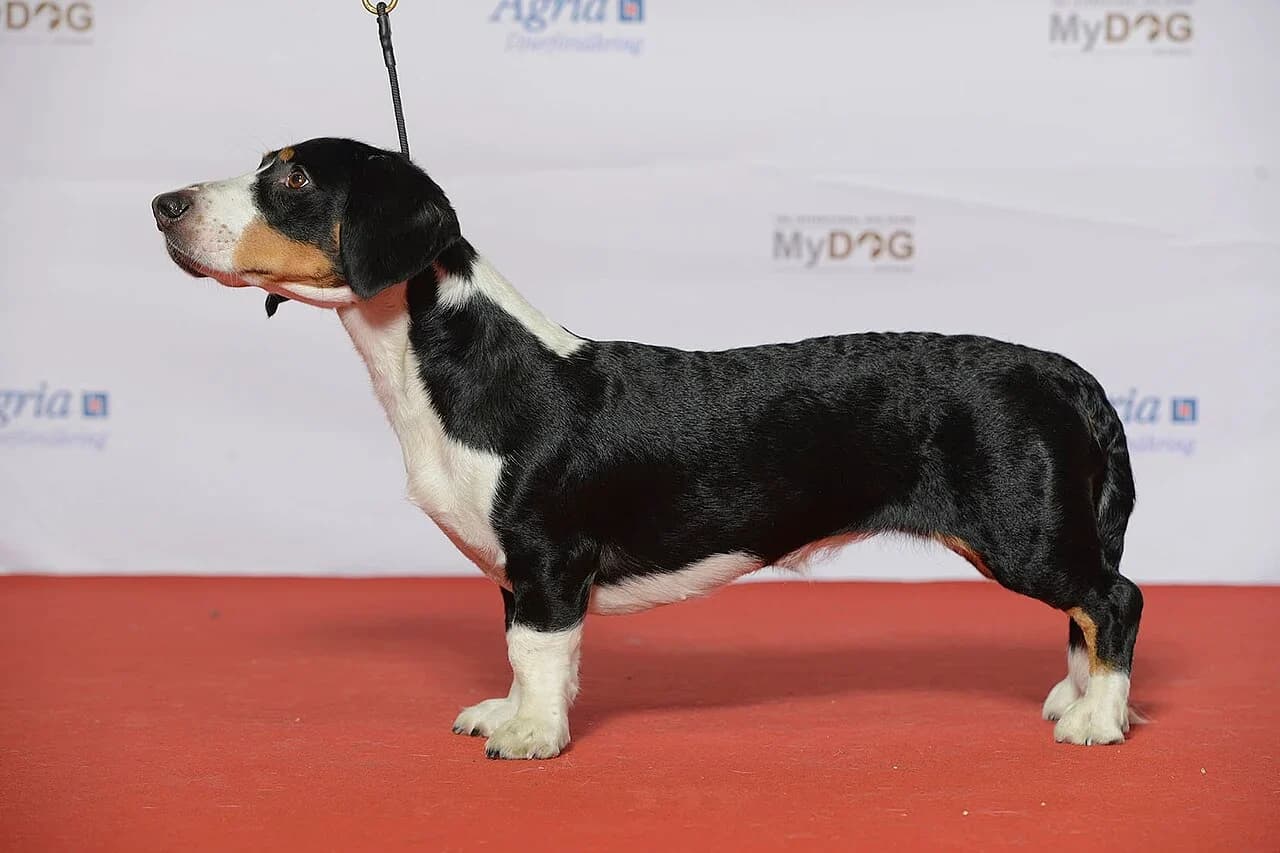 A tricolor Drever in a professional dog-show portrait.