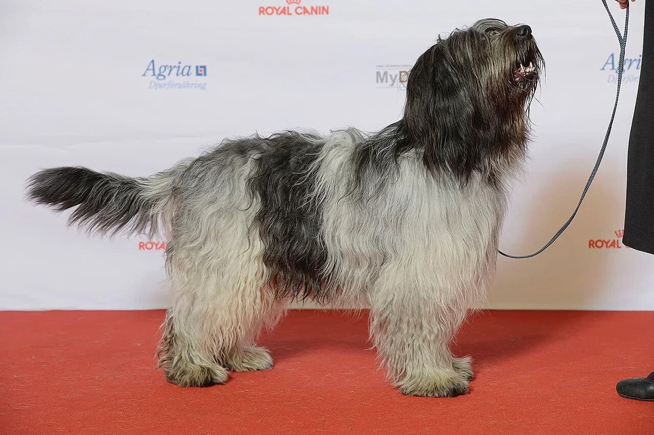 A groomed Dutch Schapendoes in a professional show portrait.