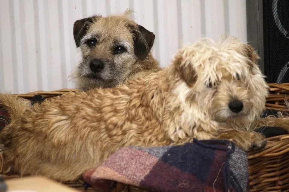 Two Dutch Smoushonds with shaggy golden coats relaxing together.