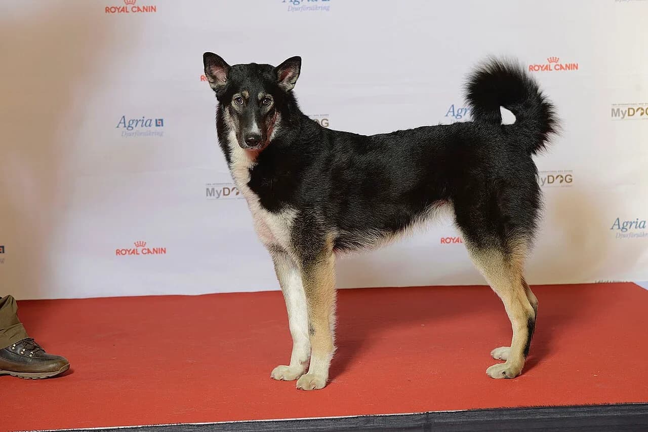 An East Siberian Laika looking toward the camera in a show portrait.