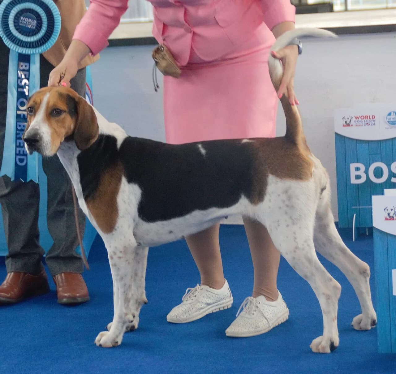 An English Foxhound looking toward the camera at a dog show.
