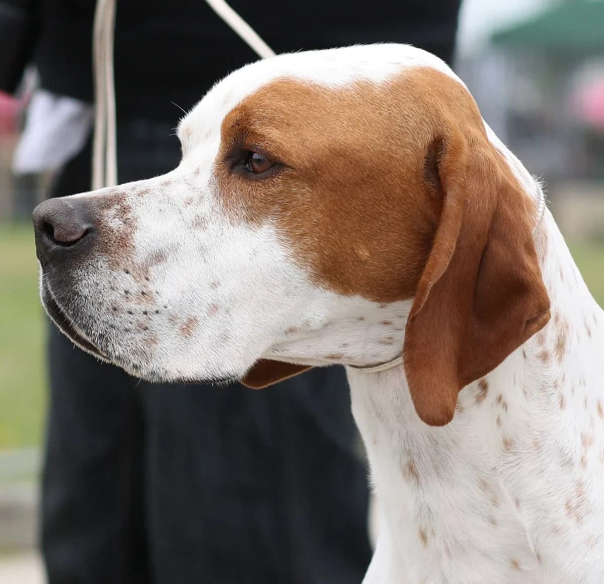 An English Pointer in a detailed head portrait.