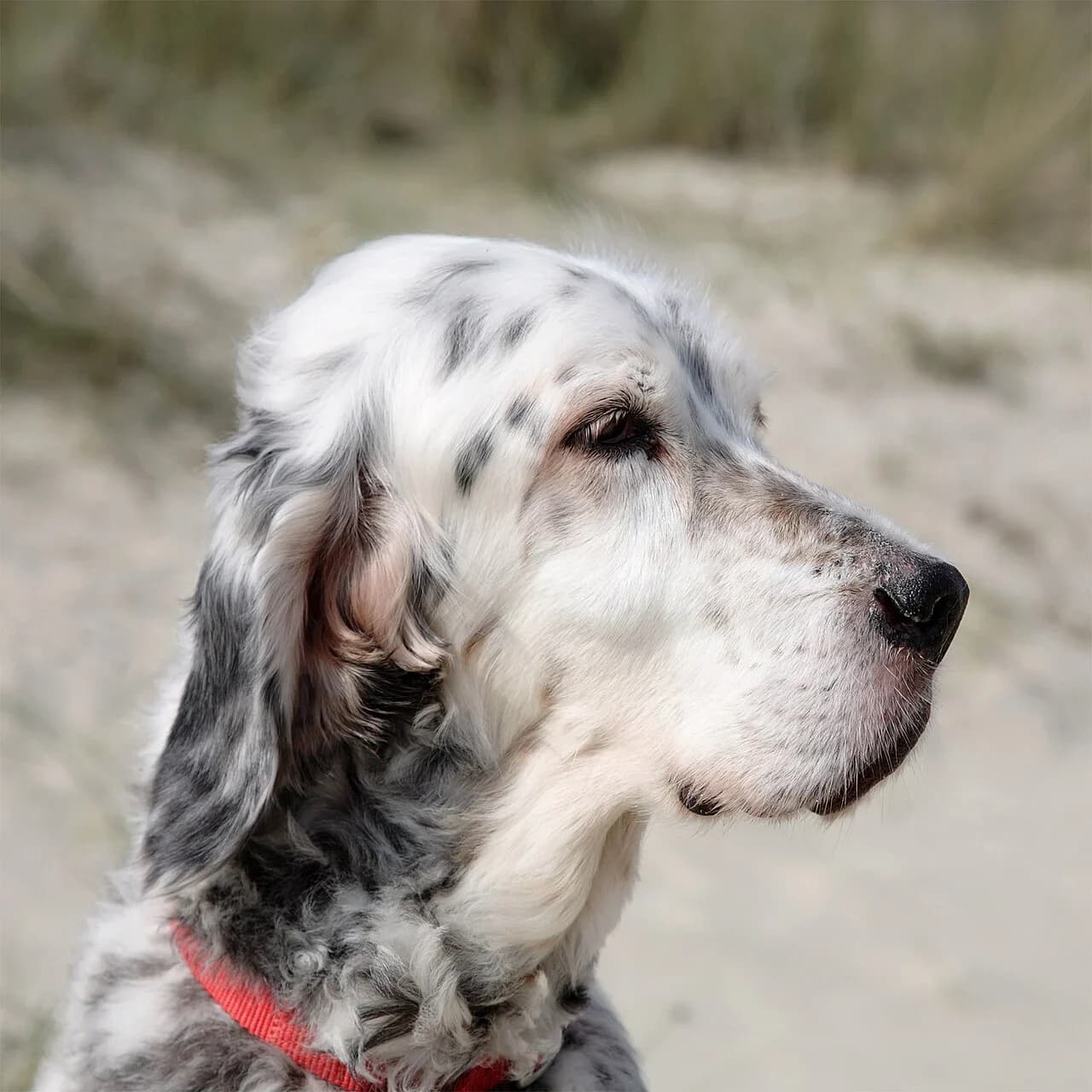 An English Setter in a softly lit outdoor head portrait.