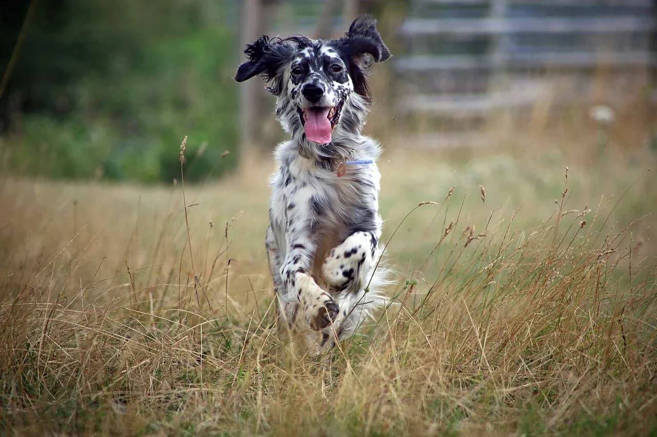 An English Setter running through long grass.