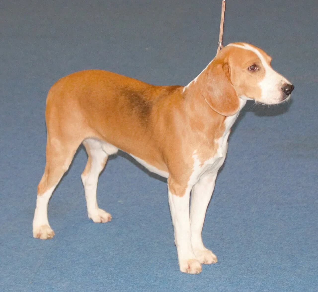 An Estonian Hound in a clear posed show portrait.