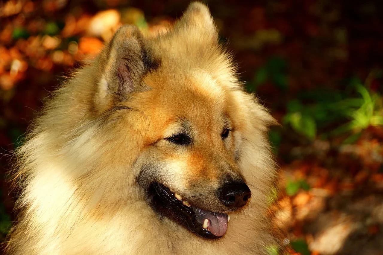 An Eurasier in warm autumn light.