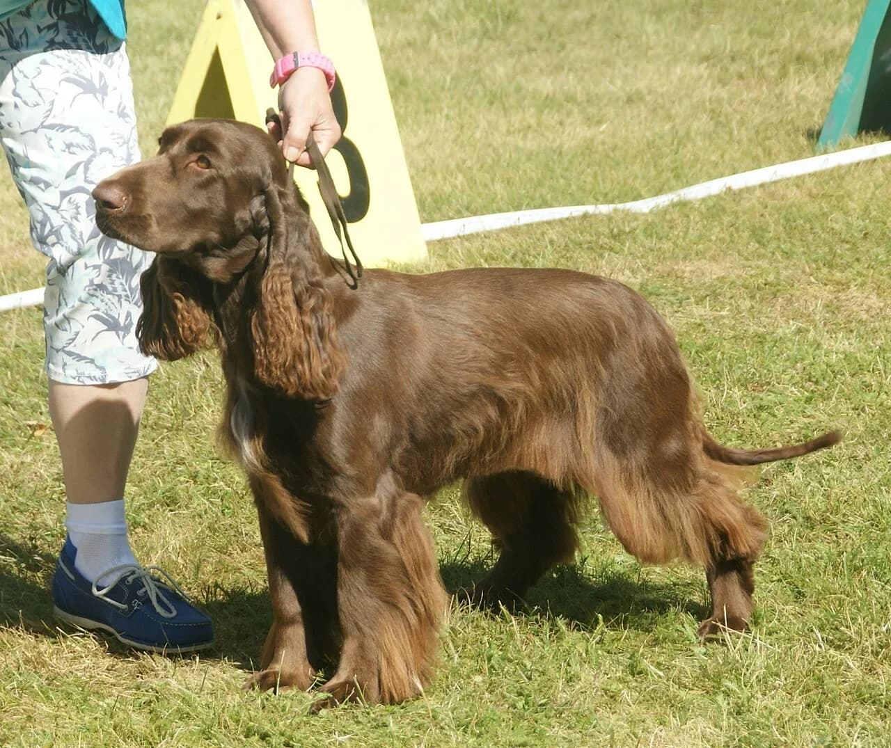 A liver Field Spaniel posed on green grass.