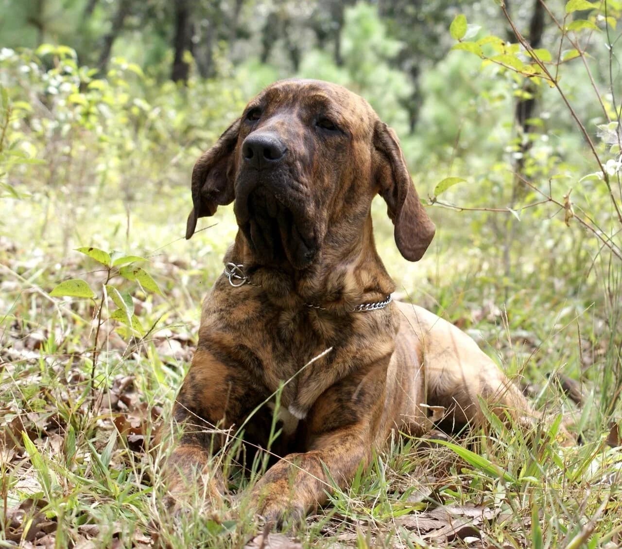 A brindle Fila Brasileiro resting in a natural woodland setting.