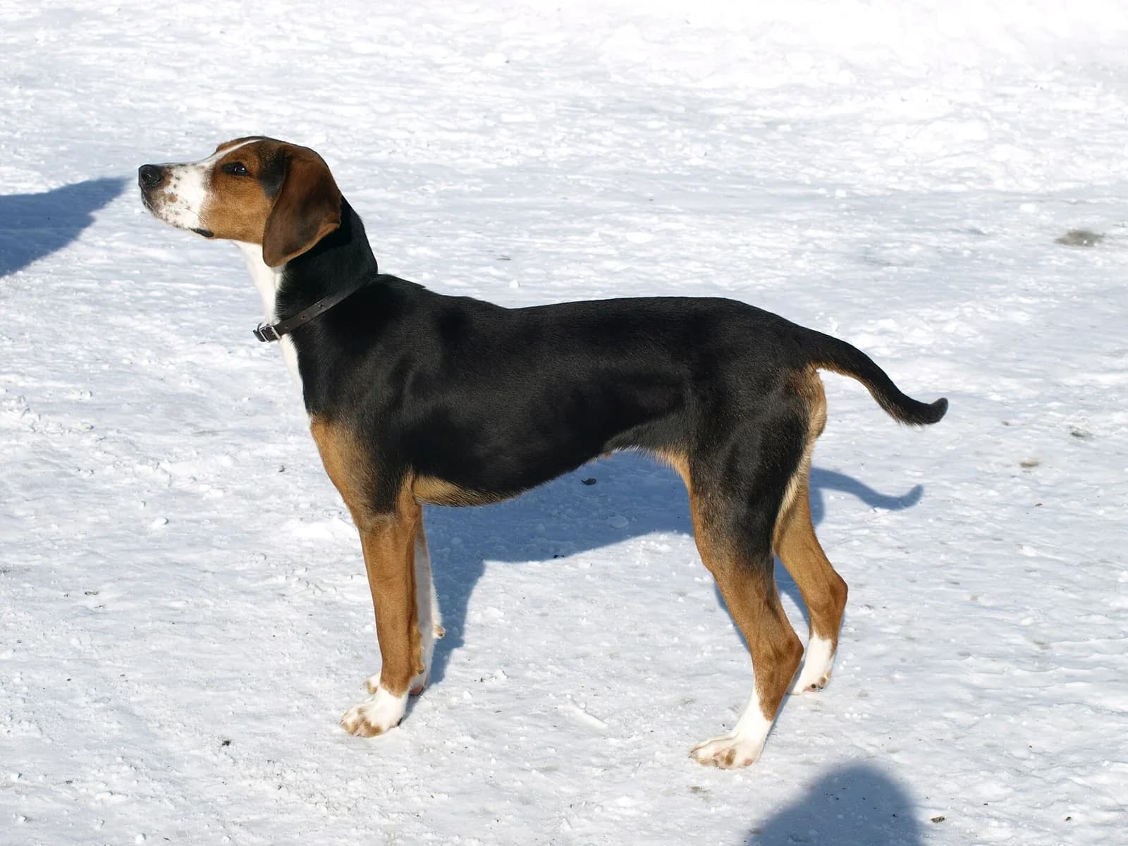 Tricolor Finnish Hound standing in profile on snow.