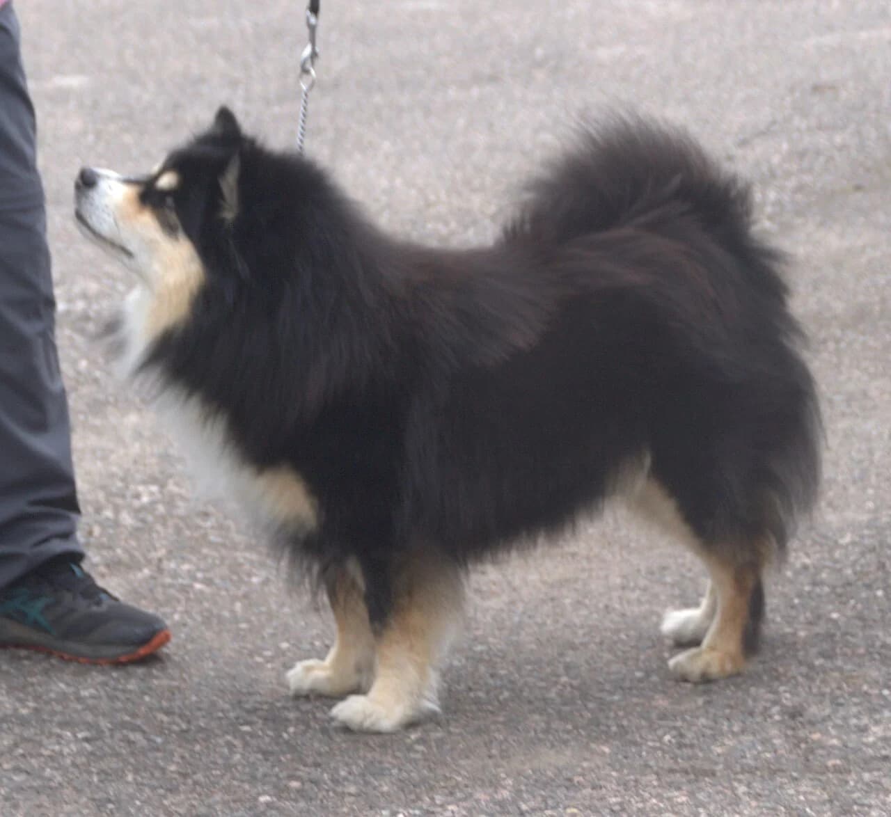 A Finnish Lapphund standing in a show portrait.