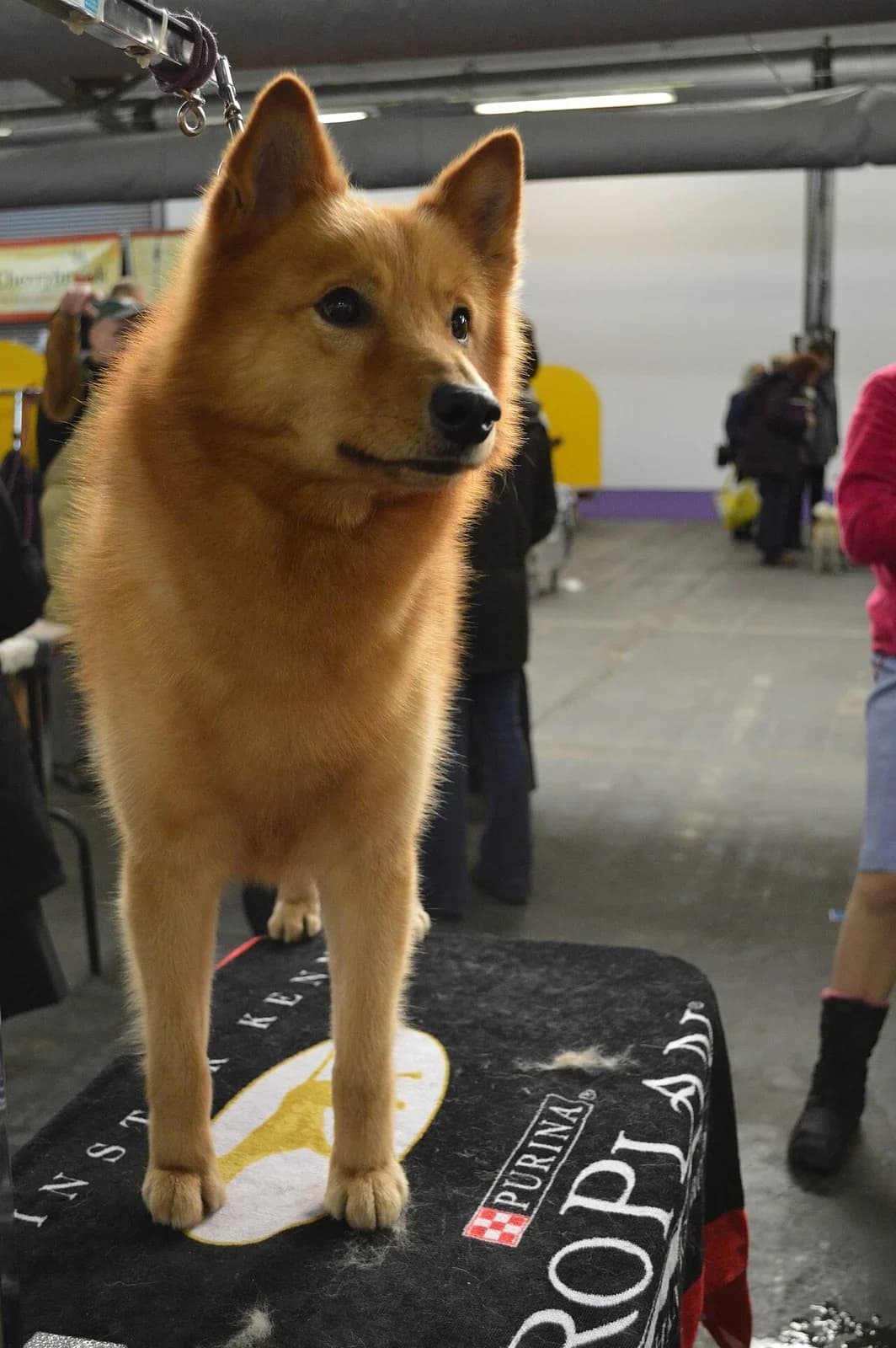 A Finnish Spitz looking forward at a dog show.