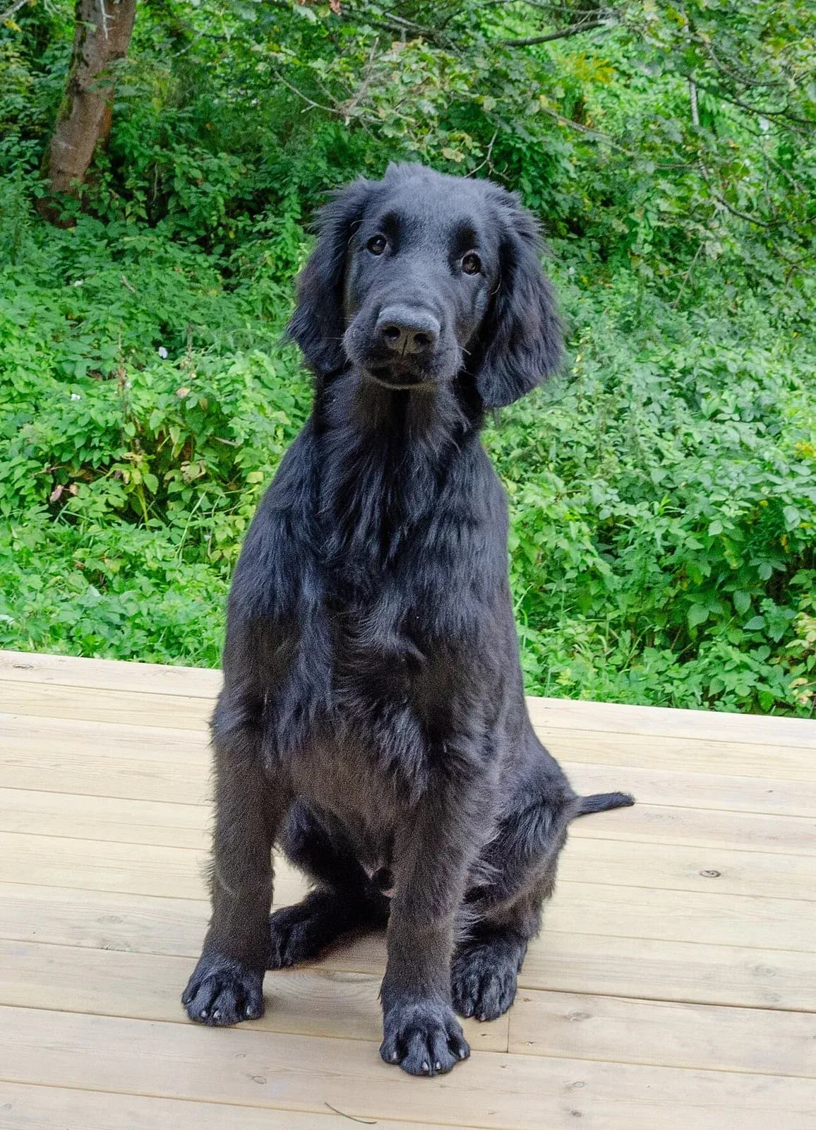 A Flat-Coated Retriever sitting outdoors and looking toward the camera.