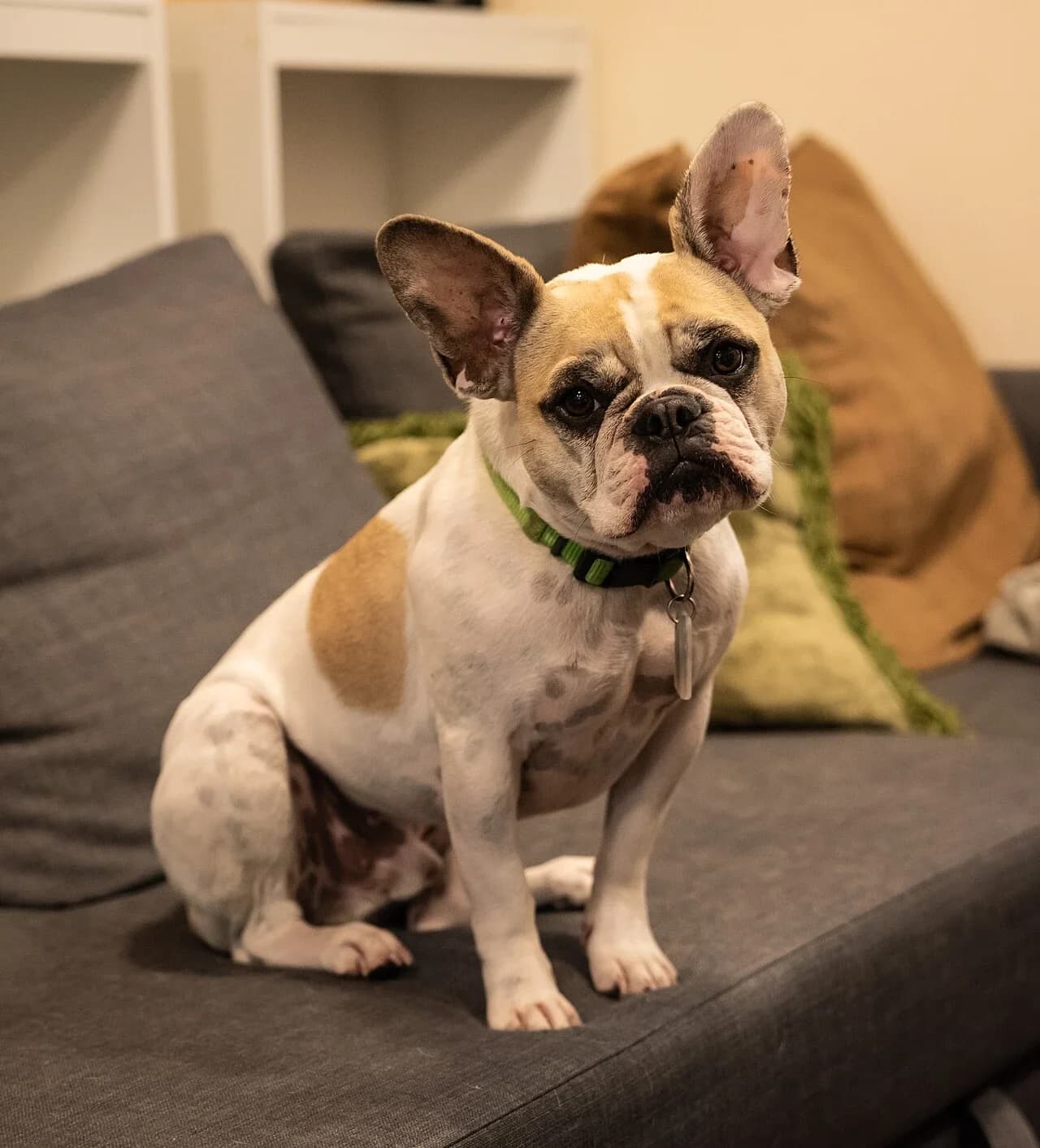A French Bulldog sitting on a sofa with an inquisitive head tilt.