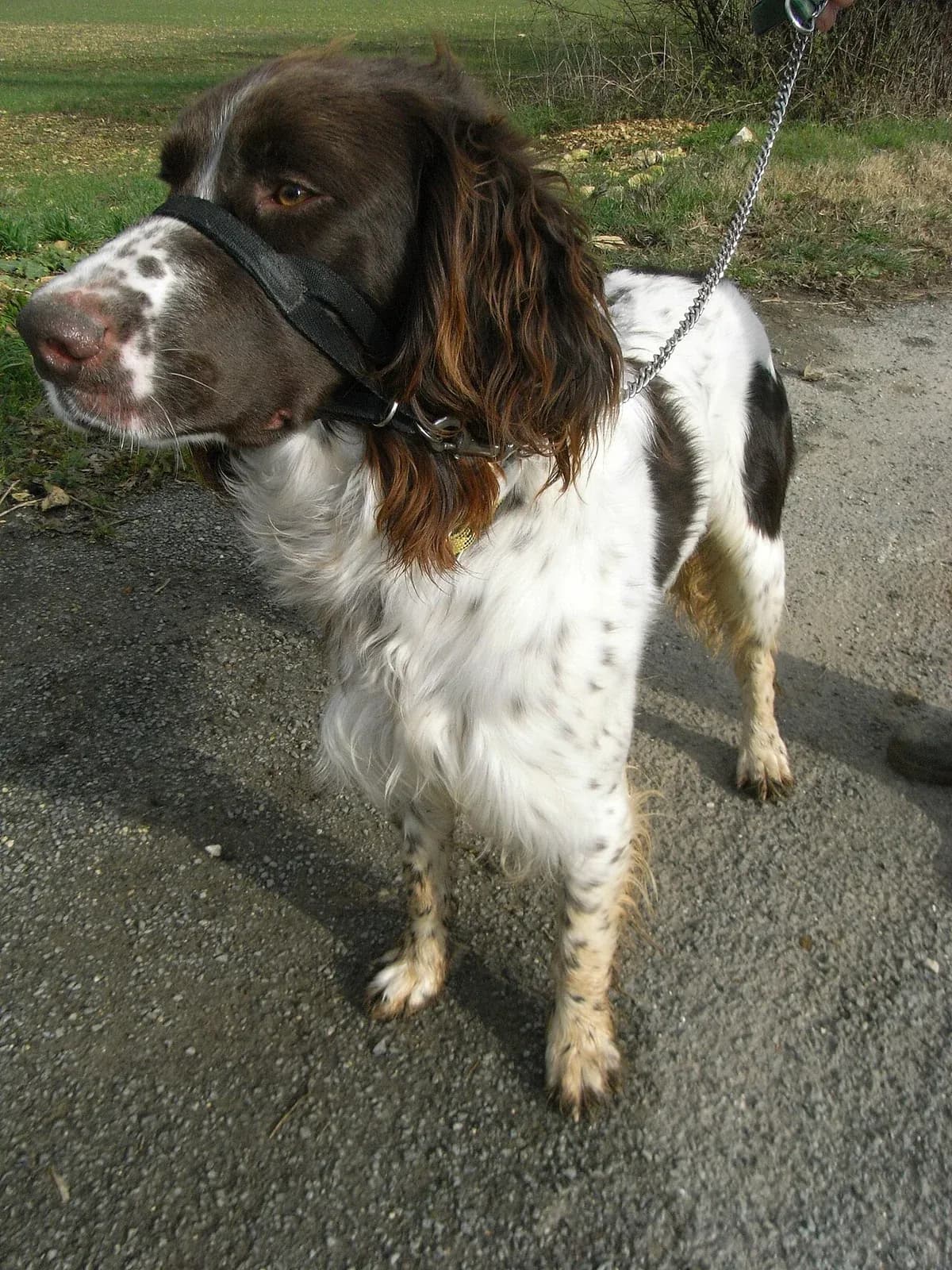 A French Spaniel standing outdoors.