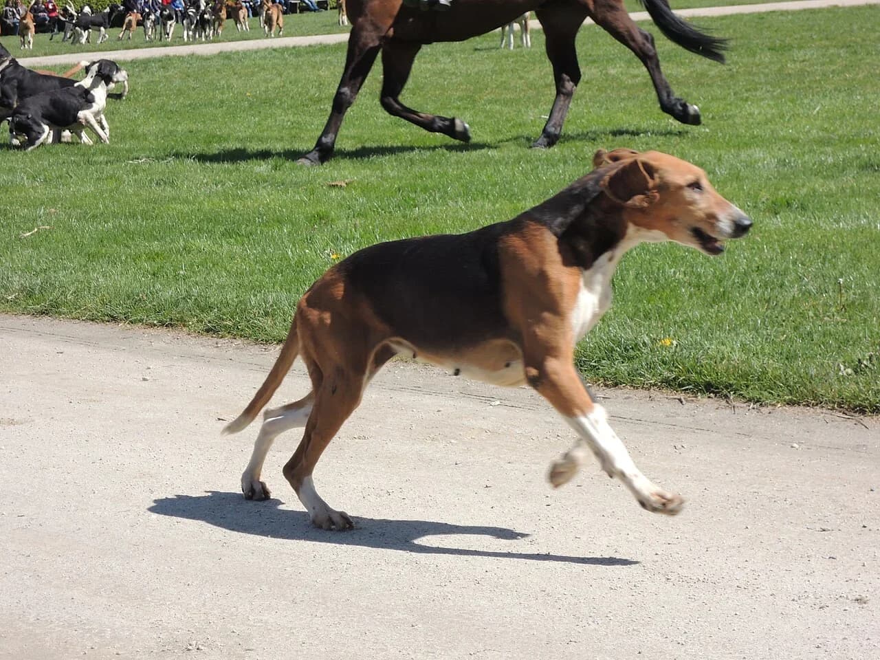 A French Tricolour Hound walking outdoors in natural light.
