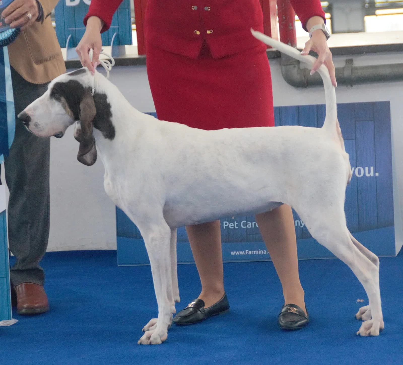 gascon saintongeois photographed with its breed characteristics clearly visible