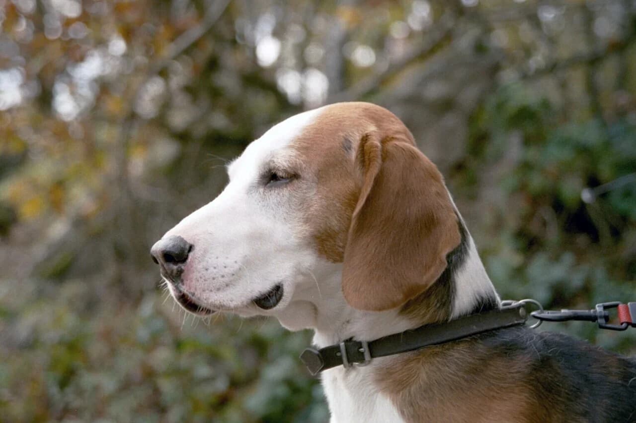 A German Hound in a natural outdoor head portrait.