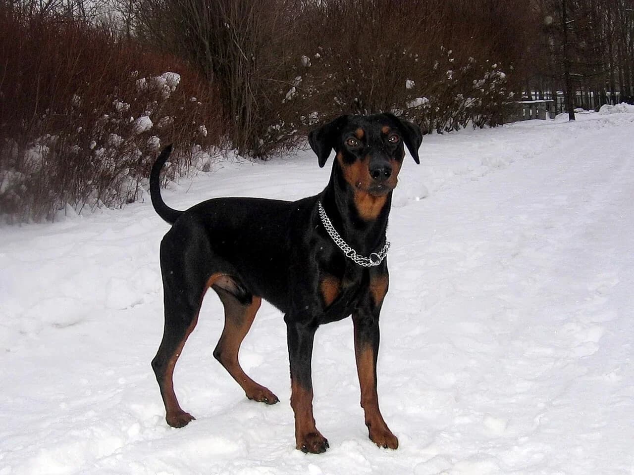 A German Pinscher standing outdoors in snow and looking toward the camera.