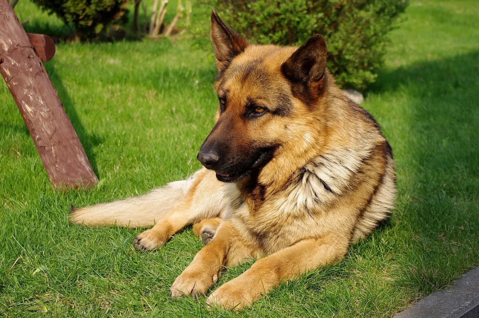 Black-and-tan German Shepherd Dog resting on green grass with erect ears.
