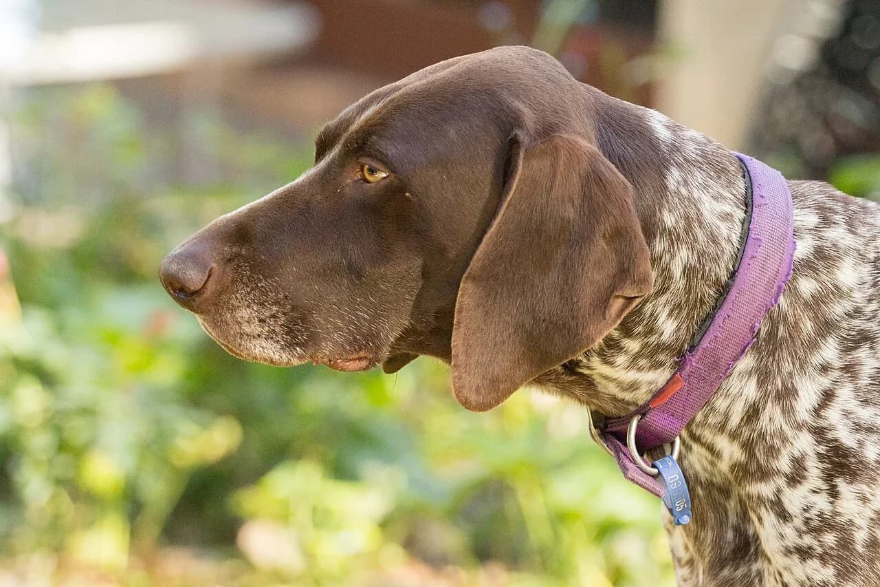 A German Shorthaired Pointer in warm garden light.