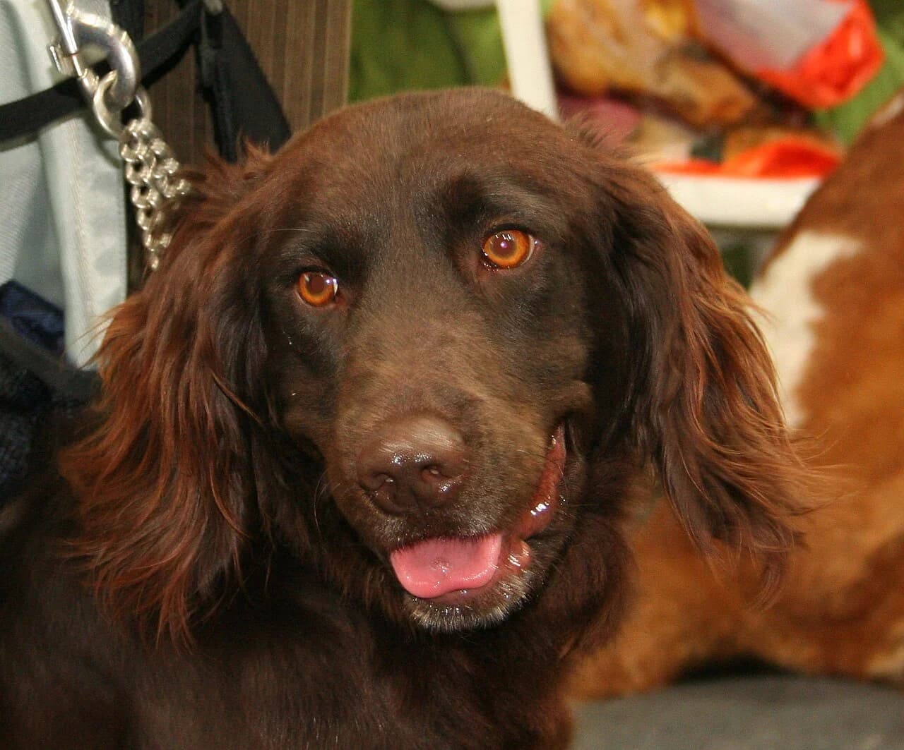 A German Spaniel in a friendly detailed head portrait.