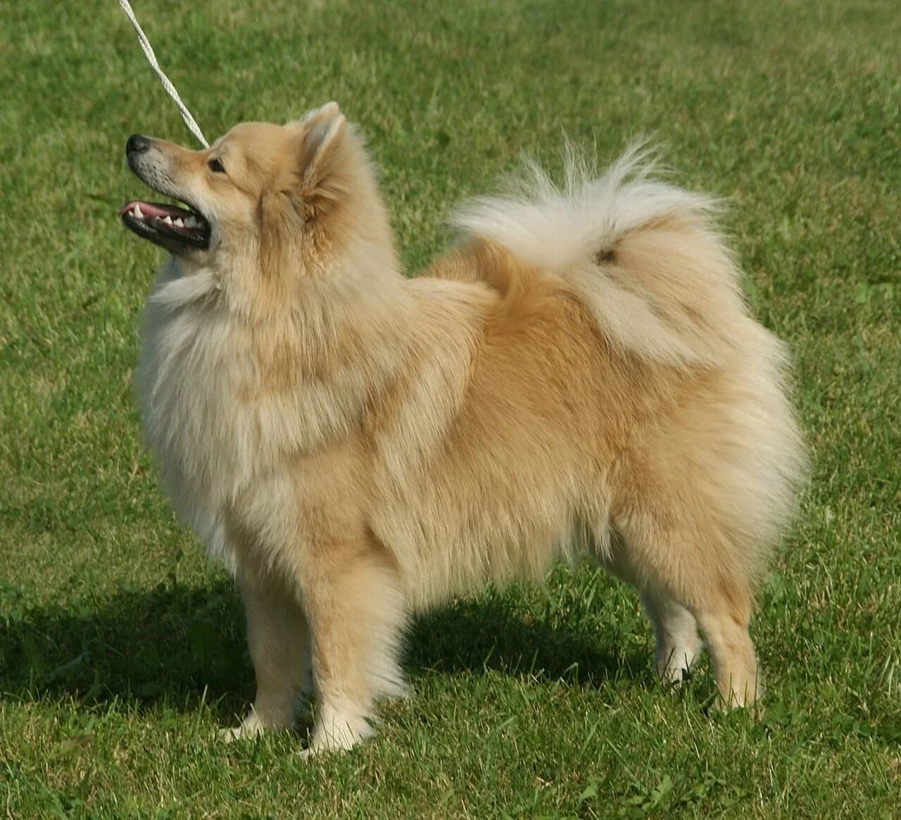 A cream sable German Spitz of the Mittelspitz variety standing on grass.